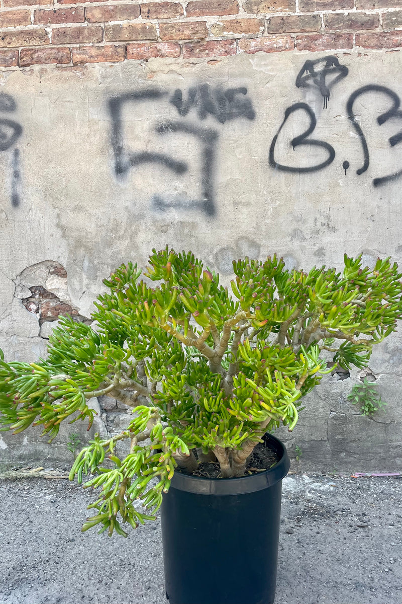 Photo of Crassula ovata 'Hobbit' in a nursery pot against a concrete wall.