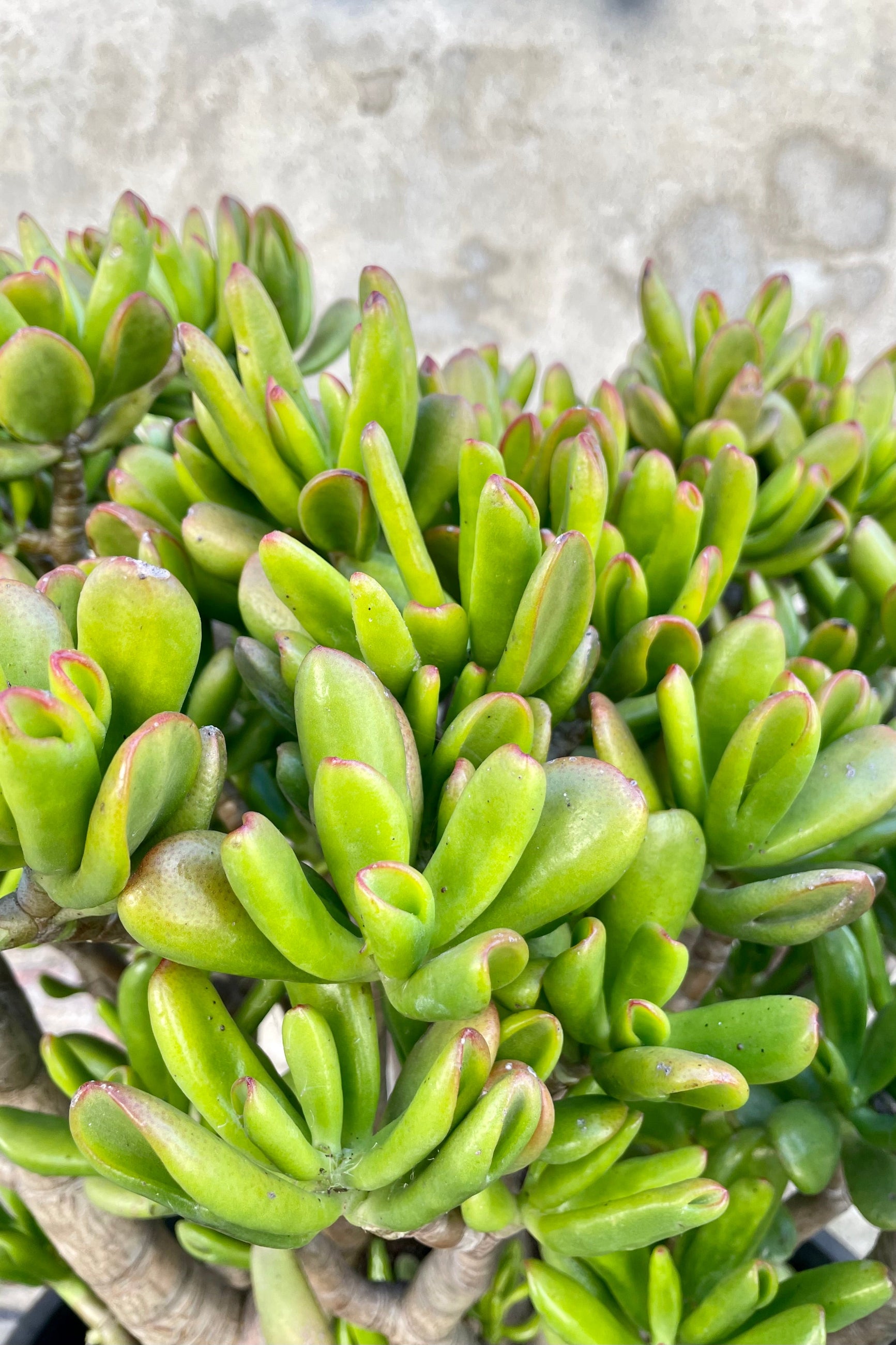 Close photo of fluted leaves of Crassula oavata 'Hobbit' Jade Plant.  ©Sprout Home