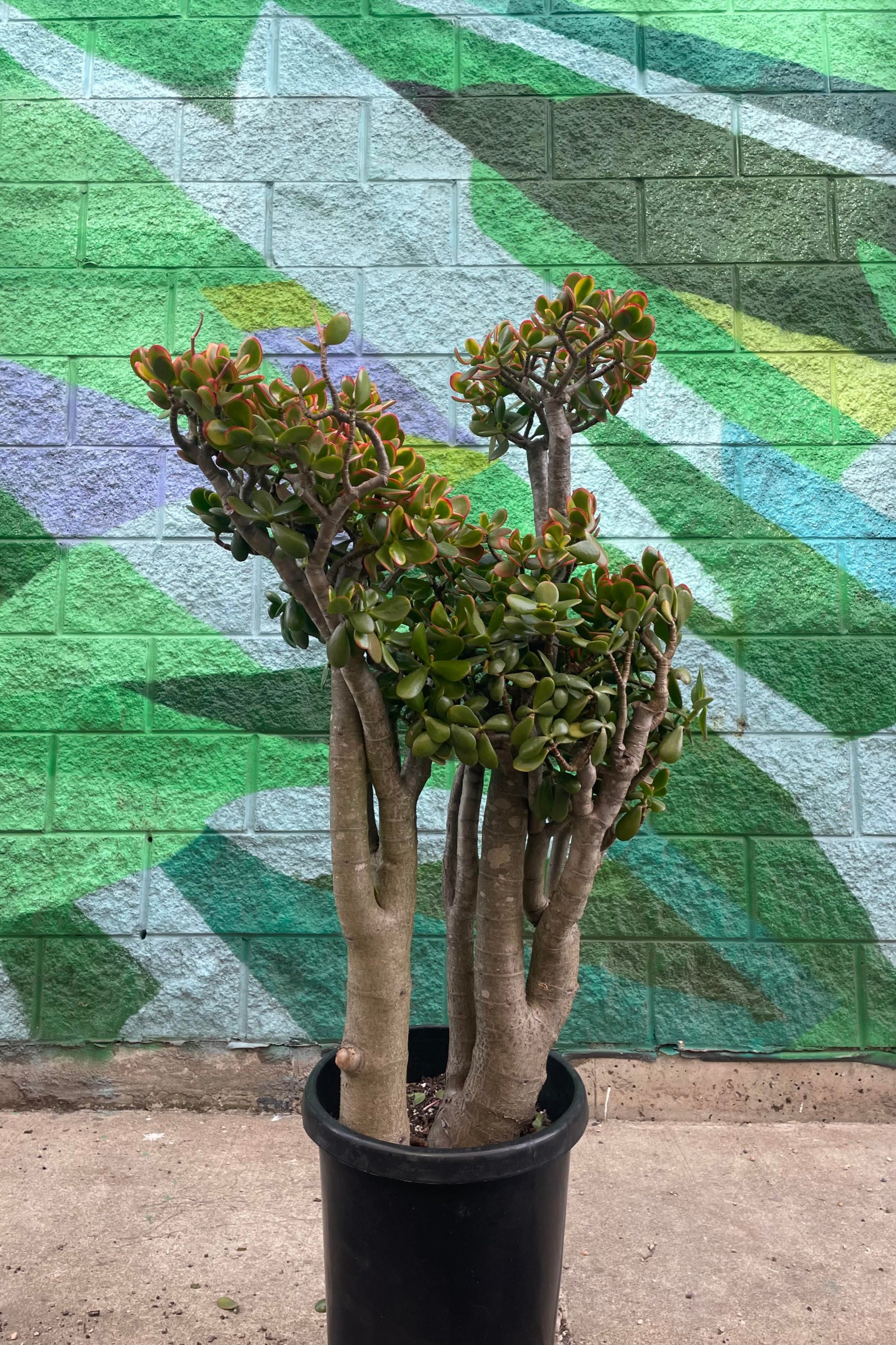 Photo of a specimen Sunset Jade plant in a black pot in front of a colorful green mural. ©Sprout Home