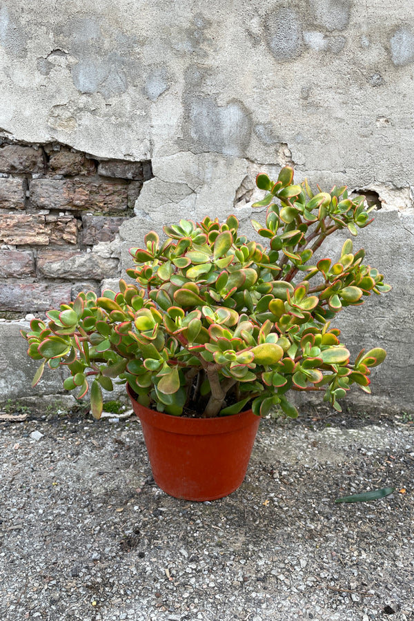Crassula ovata 'Sunset' in a 10" growers pot against a concrete wall. 