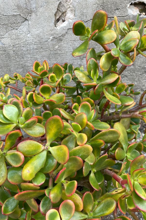 up close picture of the round to ovate plump green leaves with reddish edges of the Crassula 'Sunset'