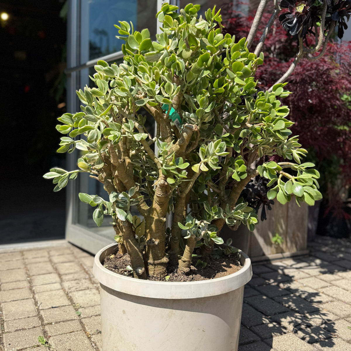 huge jade plant Crassula ovata 'Variegata' 14" at Sprout Home