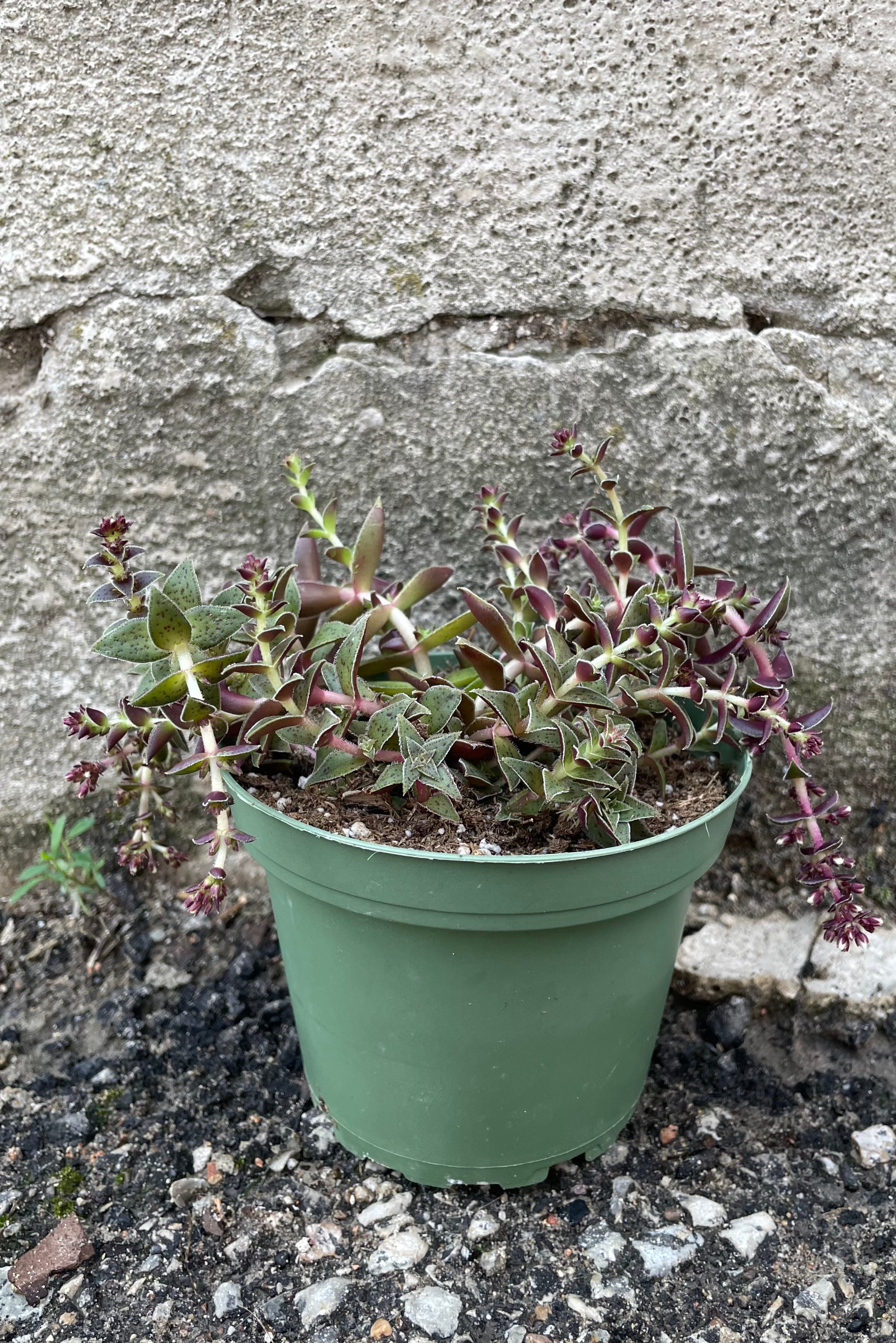 Crassula picturata in a 4" growers pot with its winding limbs of blue green and burgundy leaves.  ©Sprout Home