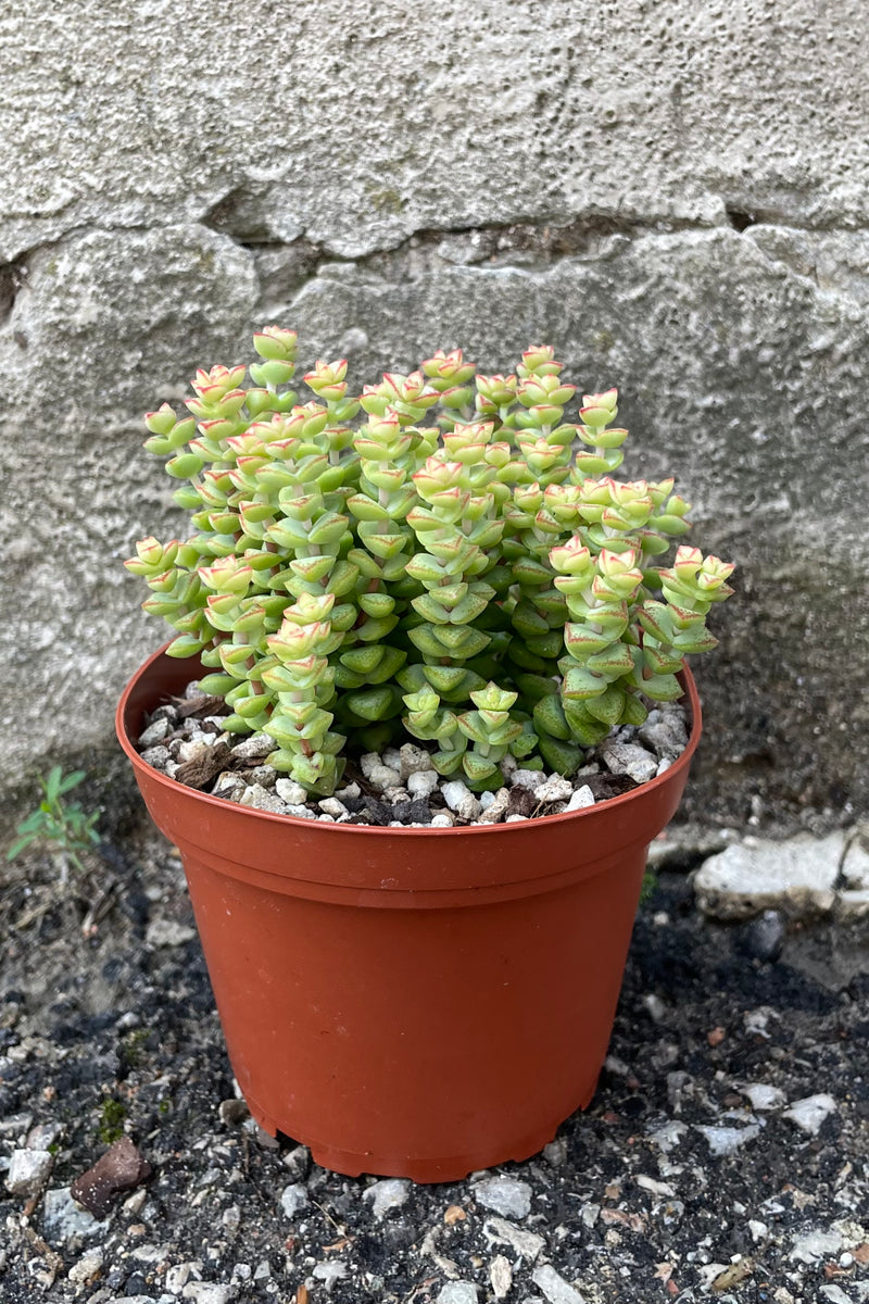 Crassula 'Tom Thumb' in a 4" growers pot with its thick small leaves standing up like chains.