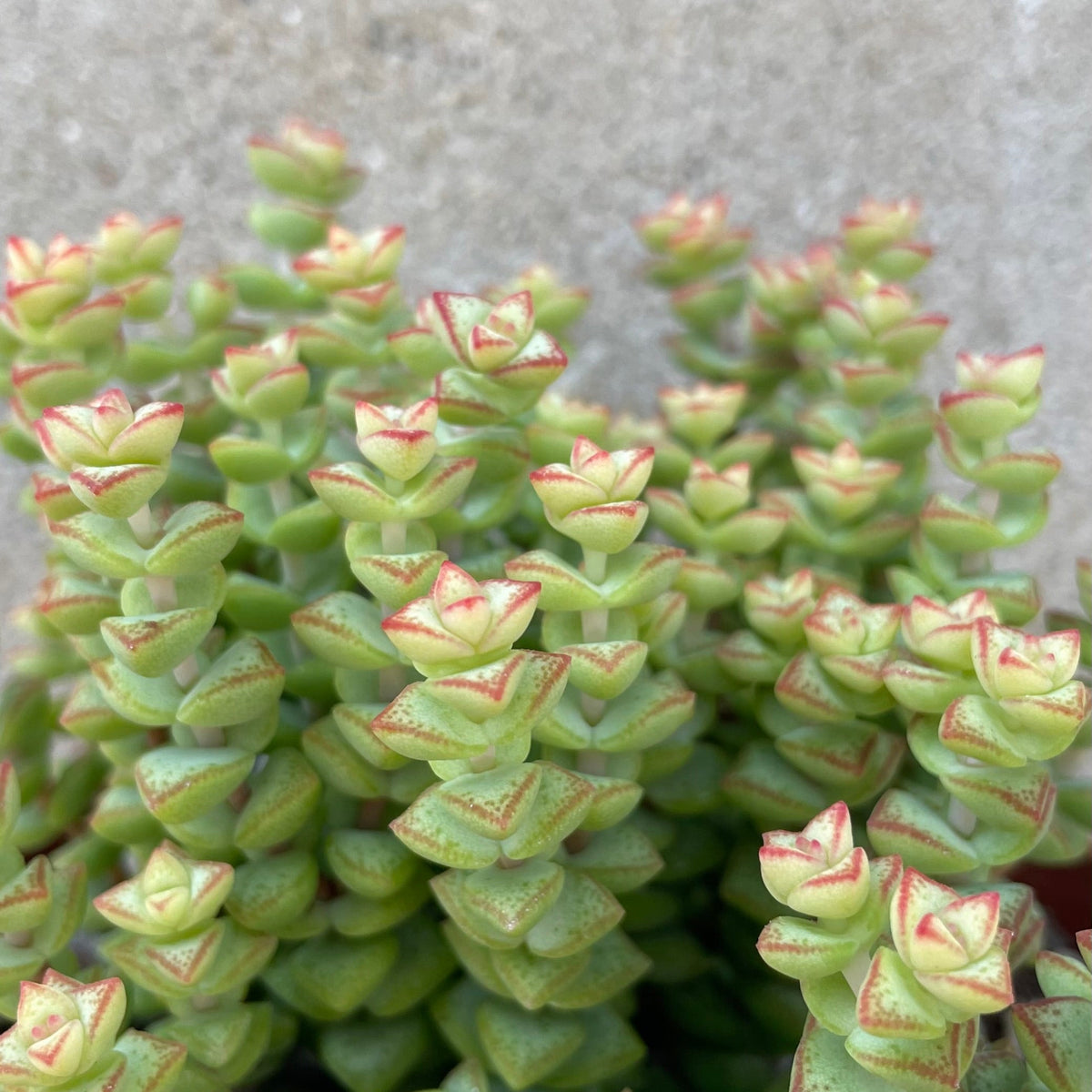 Crassula rupestris ssp. commutata 'Tom Thumb' 4