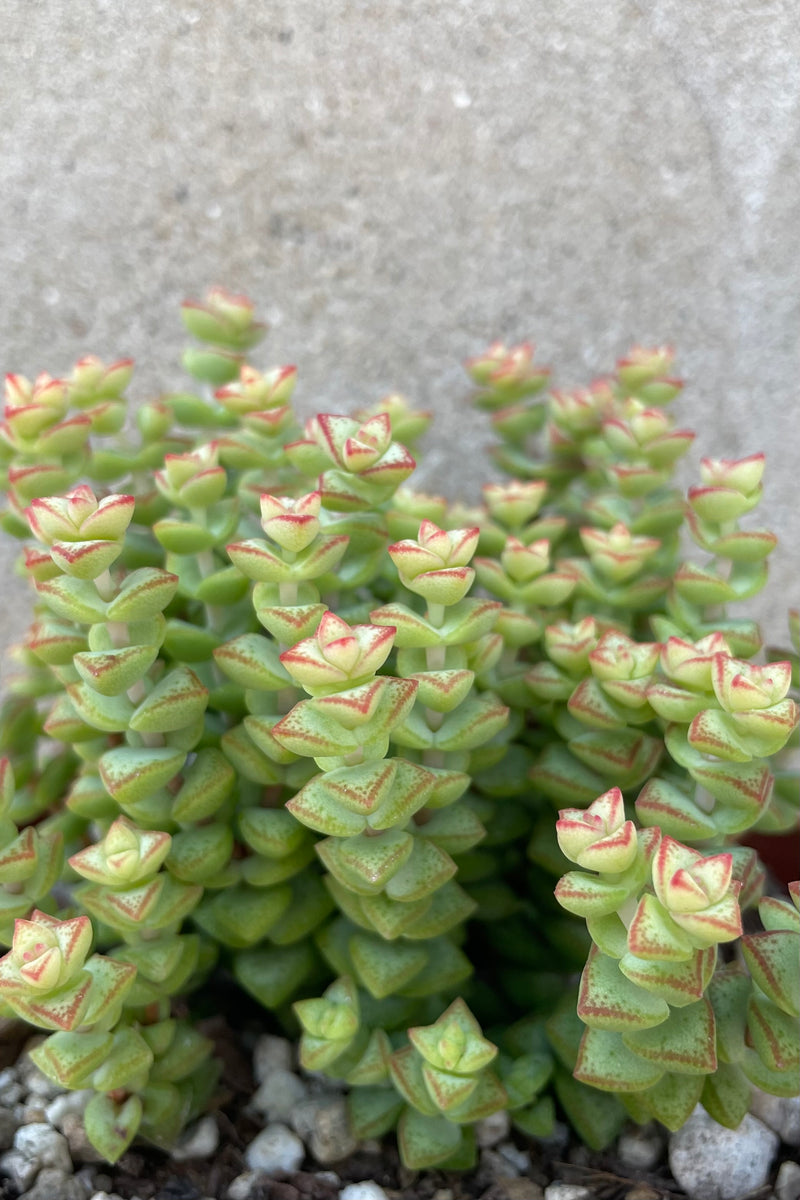 Up close picture of the small thick leaves of the Crassula 'Tom Thumb'.