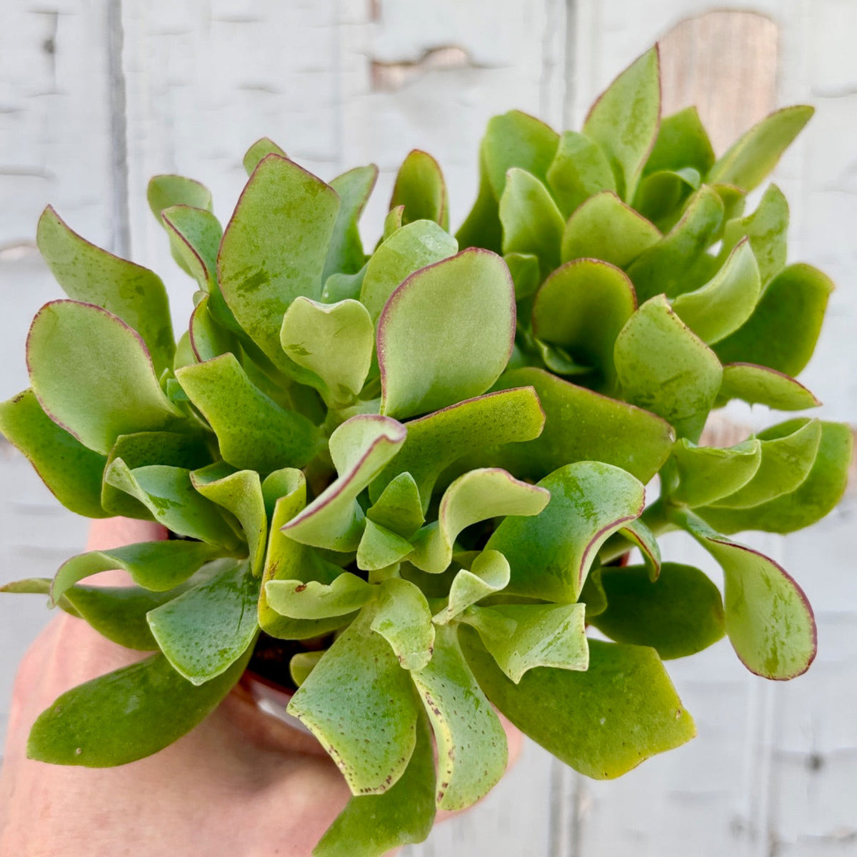 succulent ripple jade Crassula arborescens undulatifolia 4" at SPROUT HOME