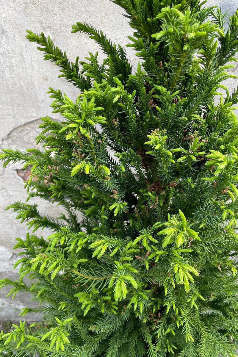 Cryptomeria 'Black Dragon' evergreen leaves with fresh growth the beginning of May