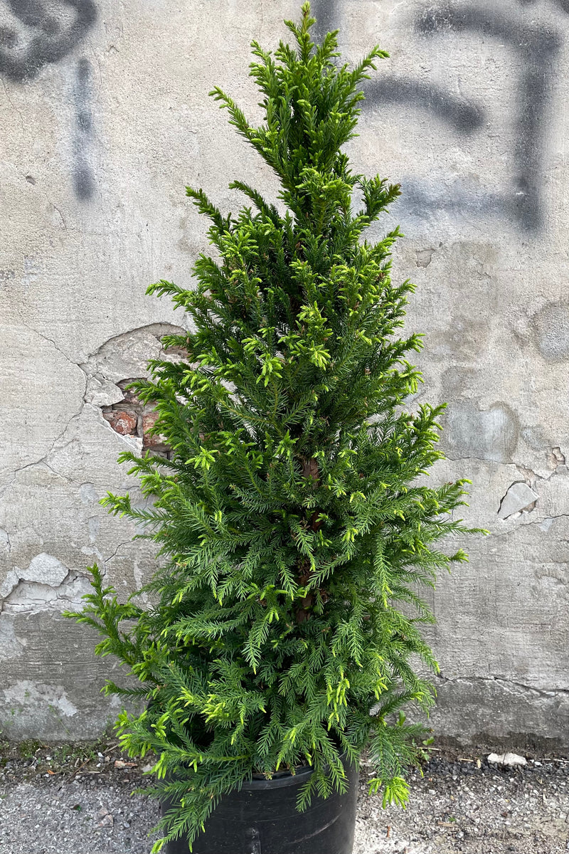 Cryptomeria 'Black Dragon' in a #6 growers pot with fresh light green growth off the darker limbs the beginning of May in front of a concrete wall. 