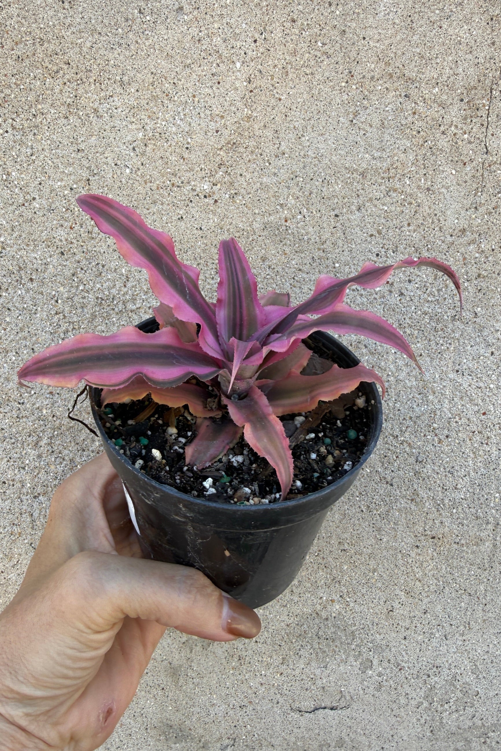Cryptanthus "Earth Star" pink being held against a grey concrete wall  ©Sprout Home