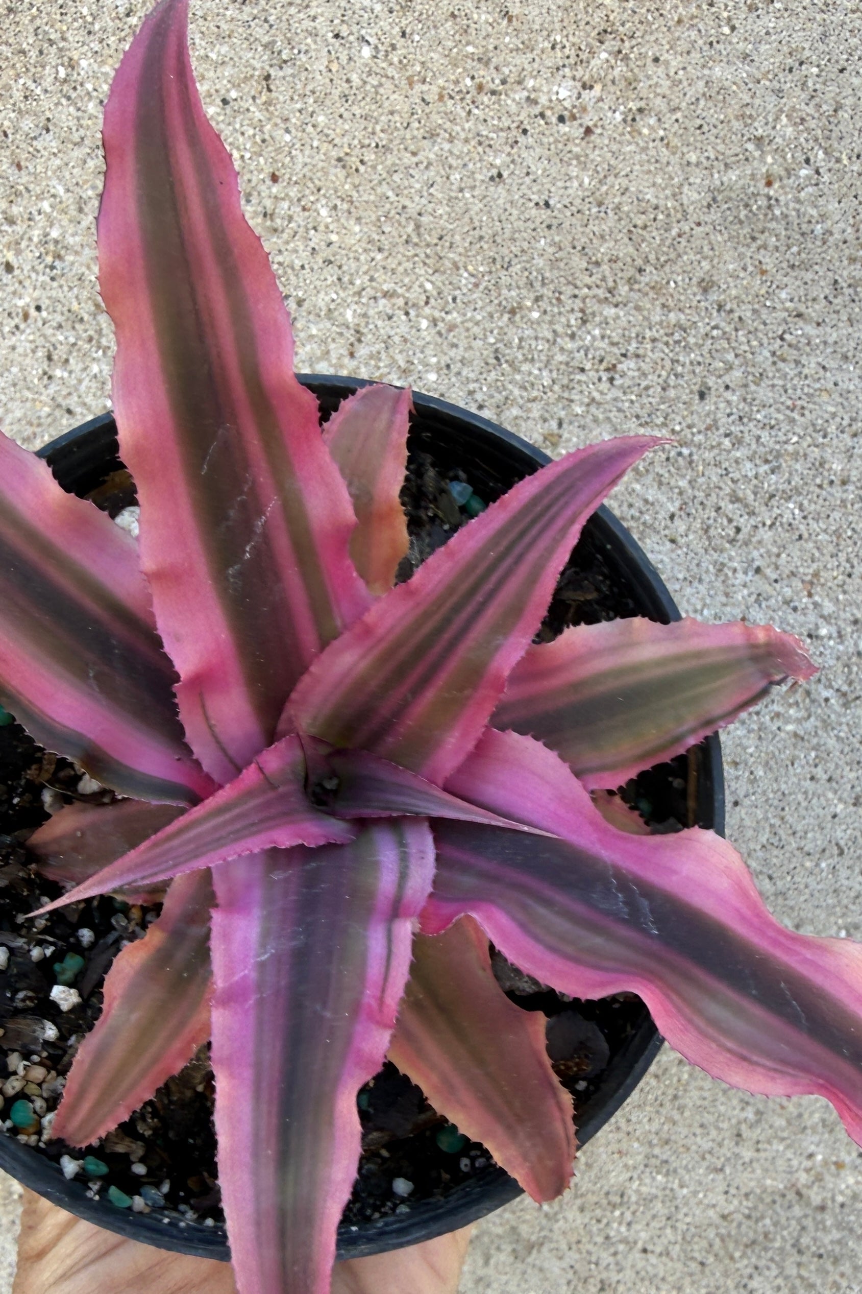Pink and green Cryptanthus "Earth Star" plant in a pot on a concrete surface ©Sprout Home