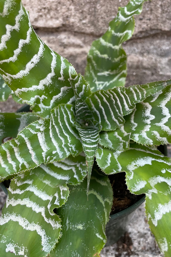 A detail picture of the Cryptanthus 'Betty' showing off its striped stripy foliage. 