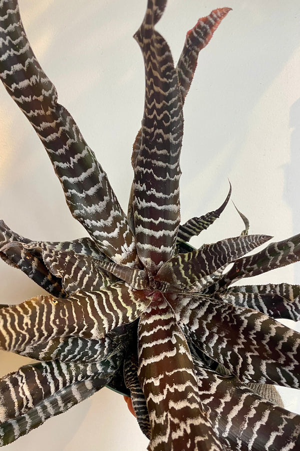 Photo from above of a plant with long narrow leaves. The leaves are brown with silver bands. The plant is Cryptanthus 'Black Mystic' shown in front of a white wall at Sprout Home