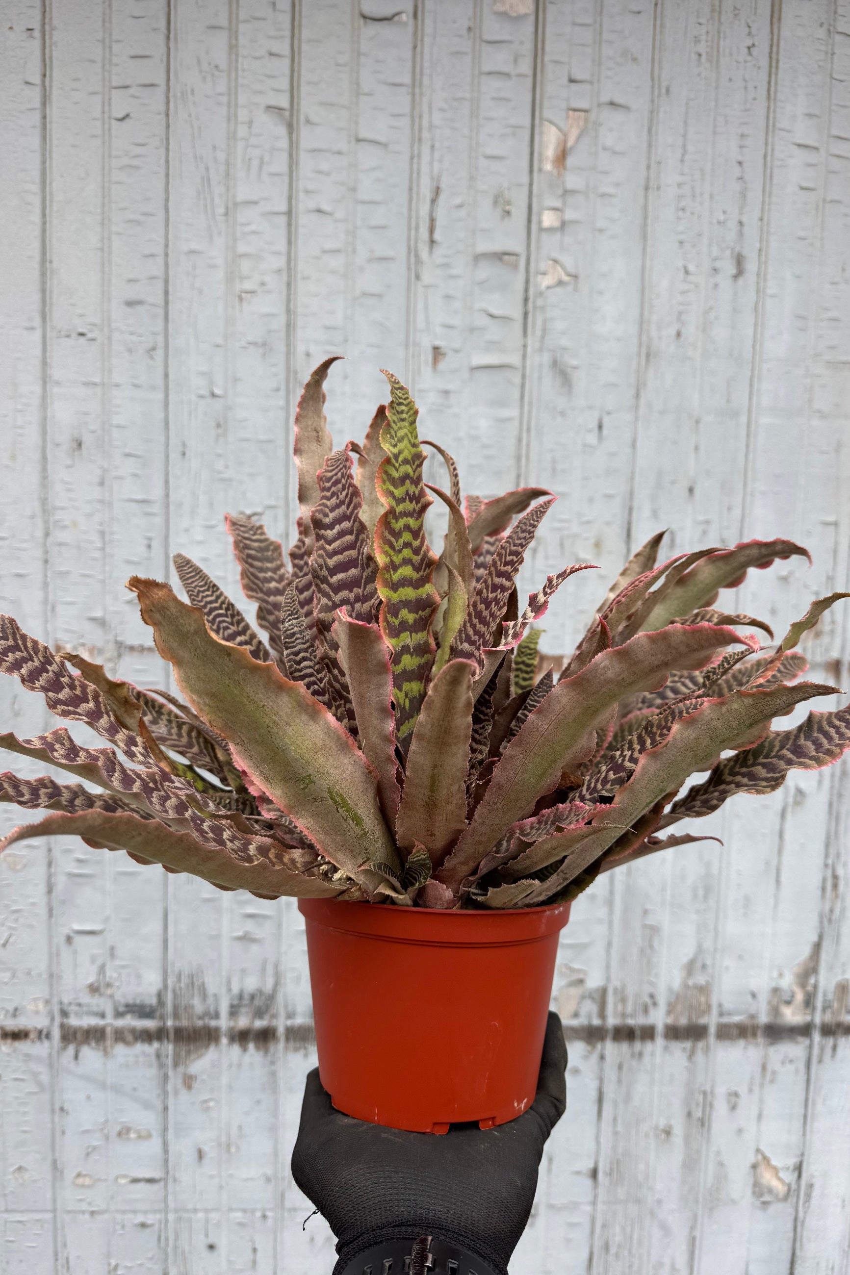 Photo of a hand holding a plant with pink leaves in an orange pot in front of a gray wall. The plant has striped pink leaves. The plant is Cryptanthus 'Elaine' ©Sprout Home