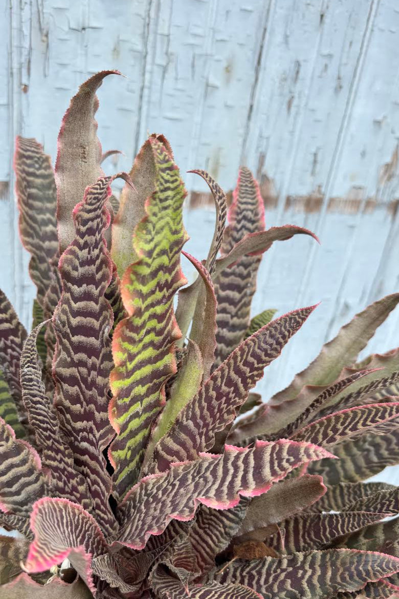 Close photo of the striped pink leaves of Cryptanthus Earthstar houseplant 'Elaine' ©Sprout Home
