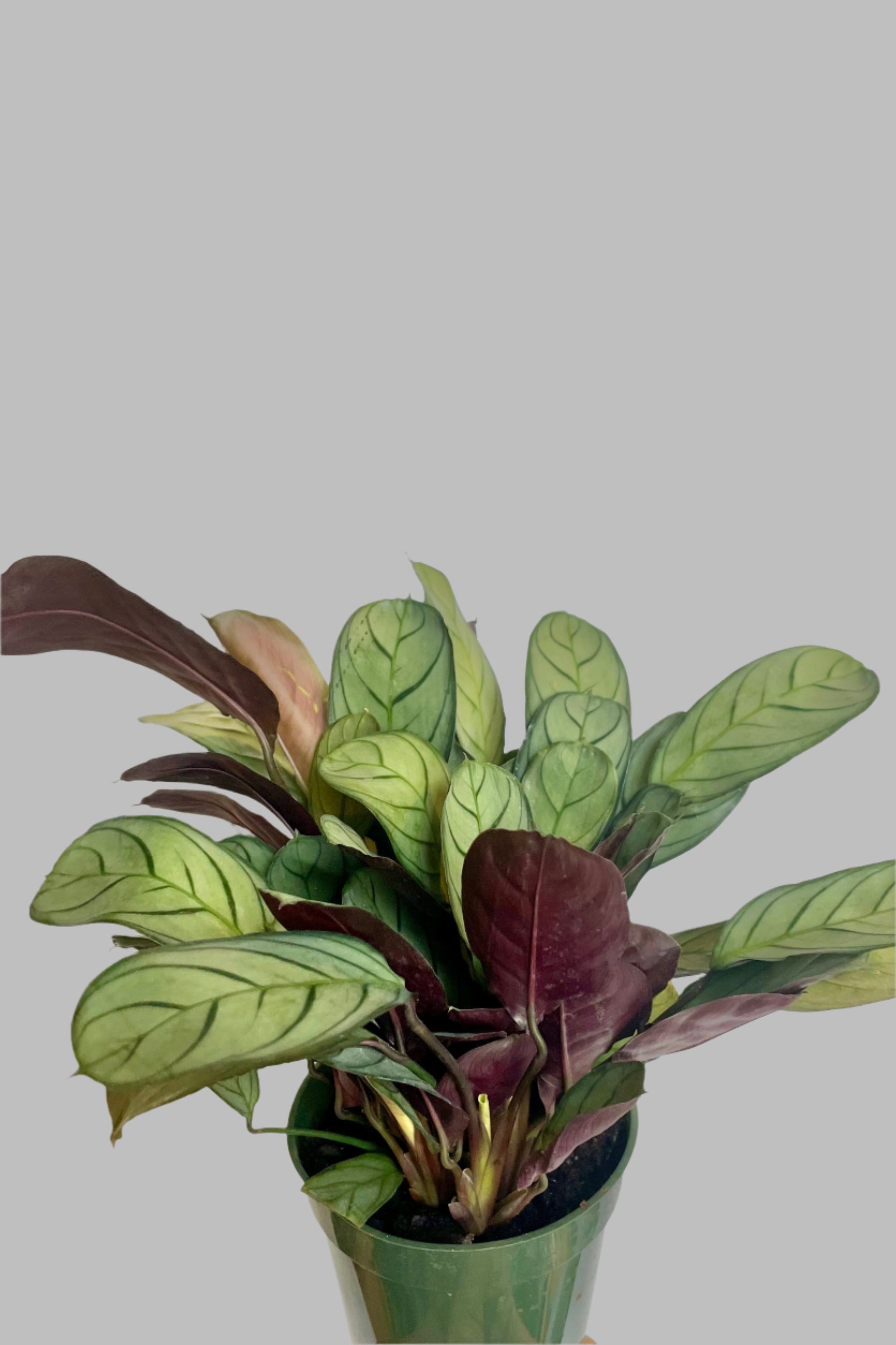 Photo of a plant with oval-shaped leaves  in a green pot against a white wall. The plant is Ctenanthe 'Amagris' which has soft green colored leaves with a darker vein pattern.