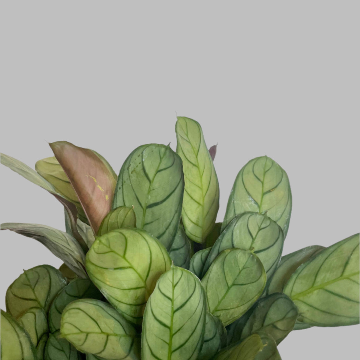 dracaena plant corn plant Corn Plant - Dracaena fragrans Massangeana main image 1