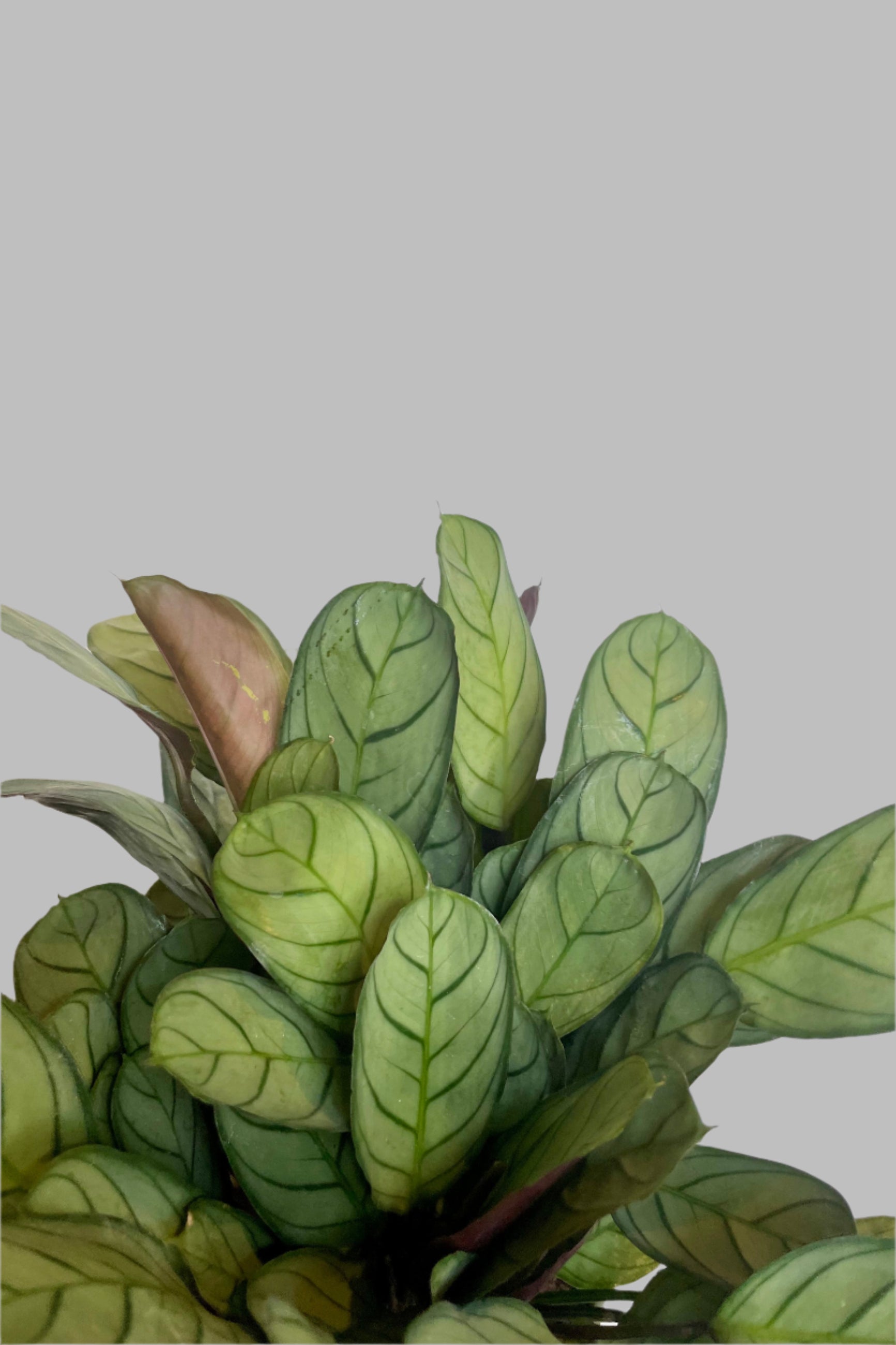 Photo of oval-shaped leaves against a white wall. They are the leaves of Ctenanthe 'Amagris' which have soft green colored leaves with a darker vein pattern.