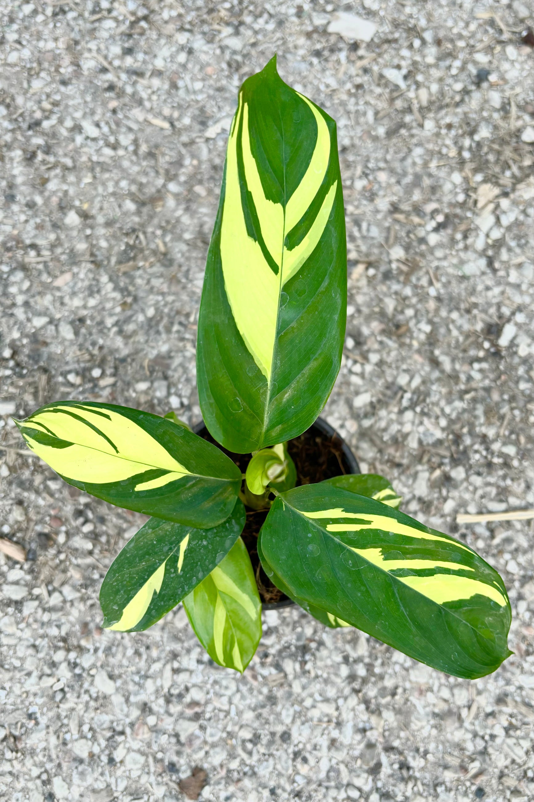 Ctenanthe lubbersiana featuring dark green lanceolate leaves with yellow striping throughout against cement background at Sprout Home   ©Sprout Home