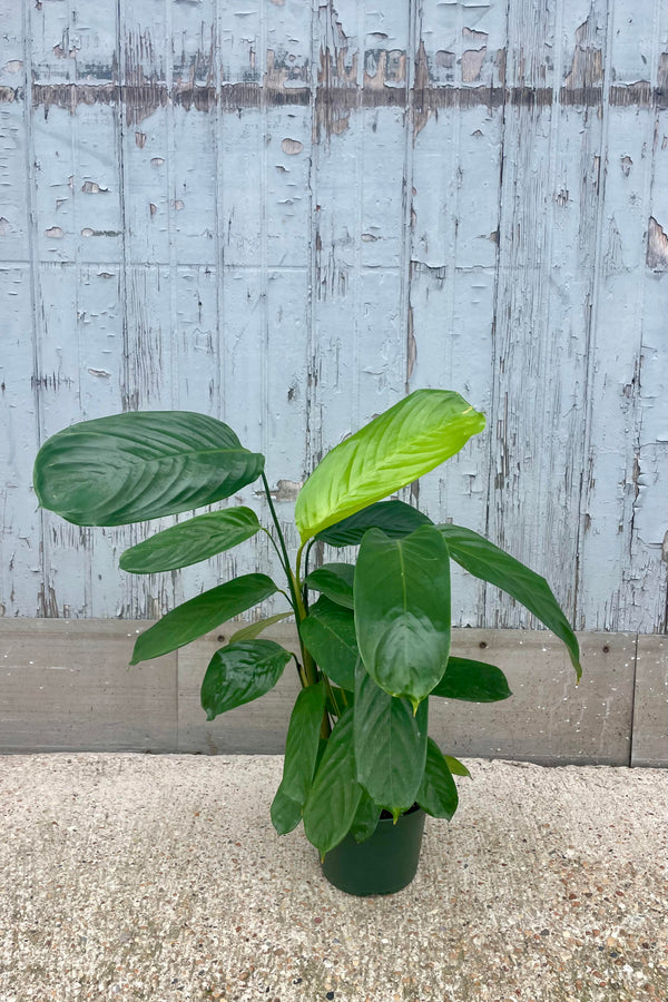 Photo of a Ctenanthe plant in a green pot on the ground, in front of a gray wall. The plant has long stems holding large oval, green leaves.