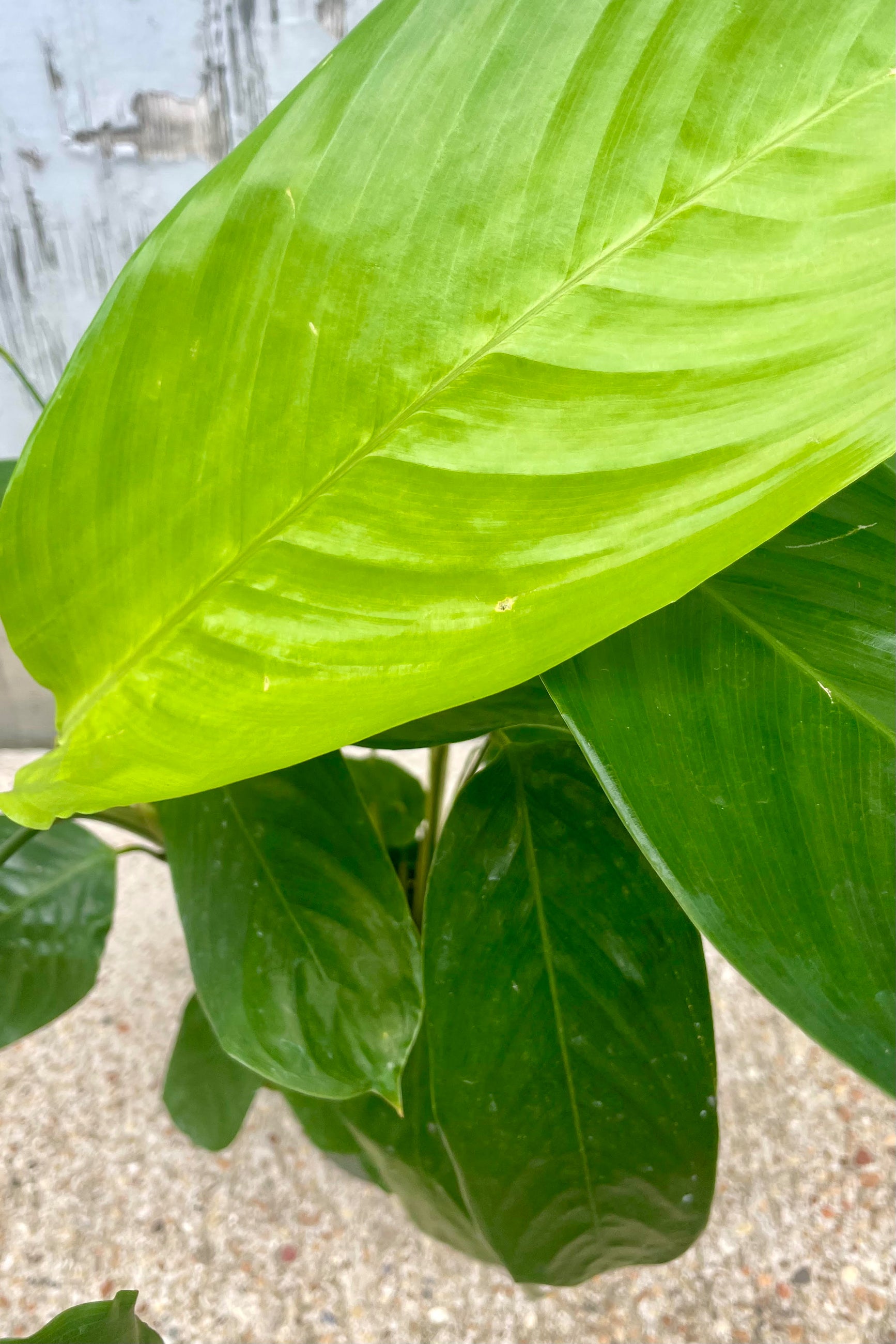 Close up photo of leaves of a Ctenanthe plant in a green pot on the ground, in front of a gray wall. The plant has long stems holding large oval, green leaves. ©Sprout Home