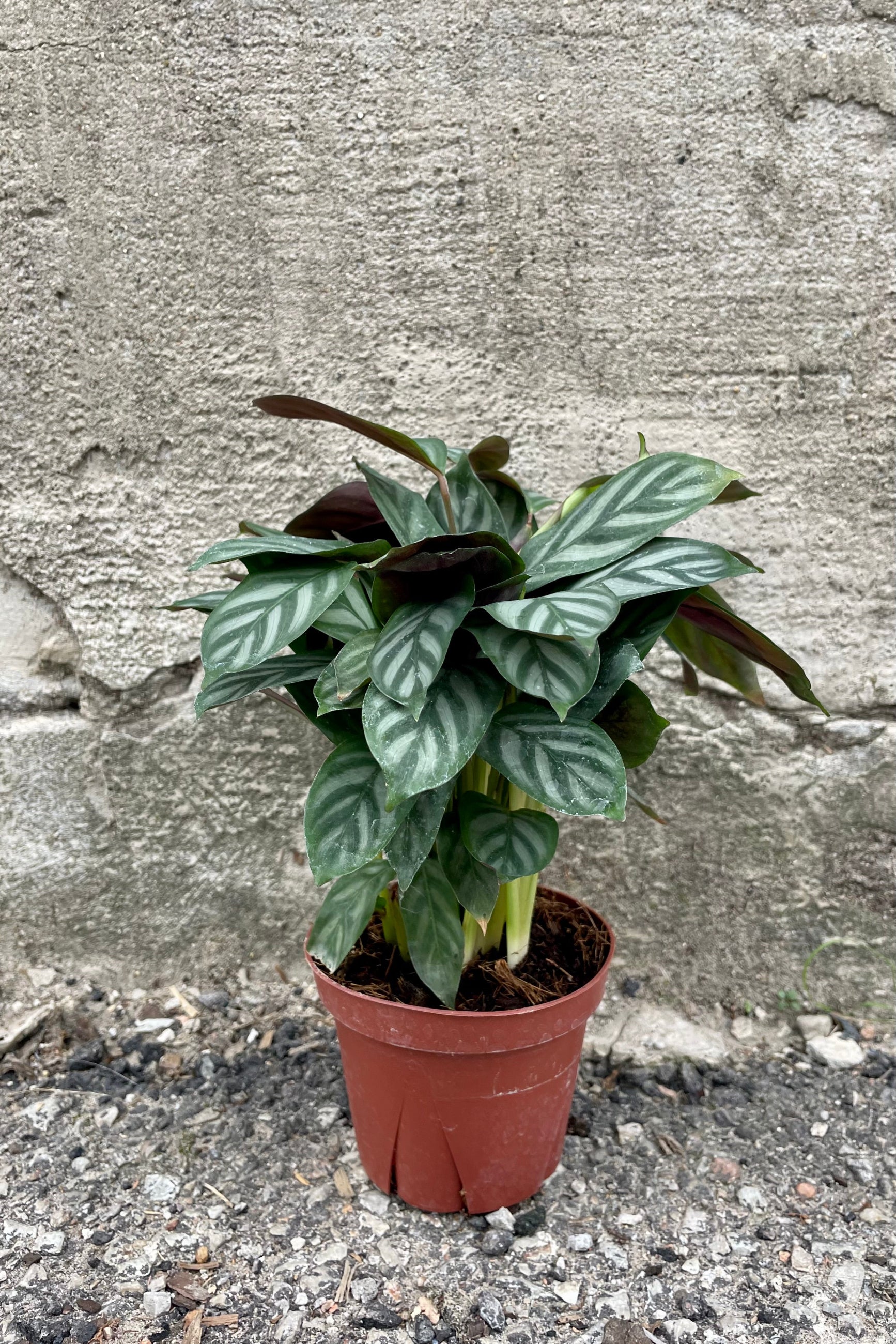 Photo of Ctenanthe setosa 'Silver Star' plant in an orange nursery pot against a cement wall. ©Sprout Home