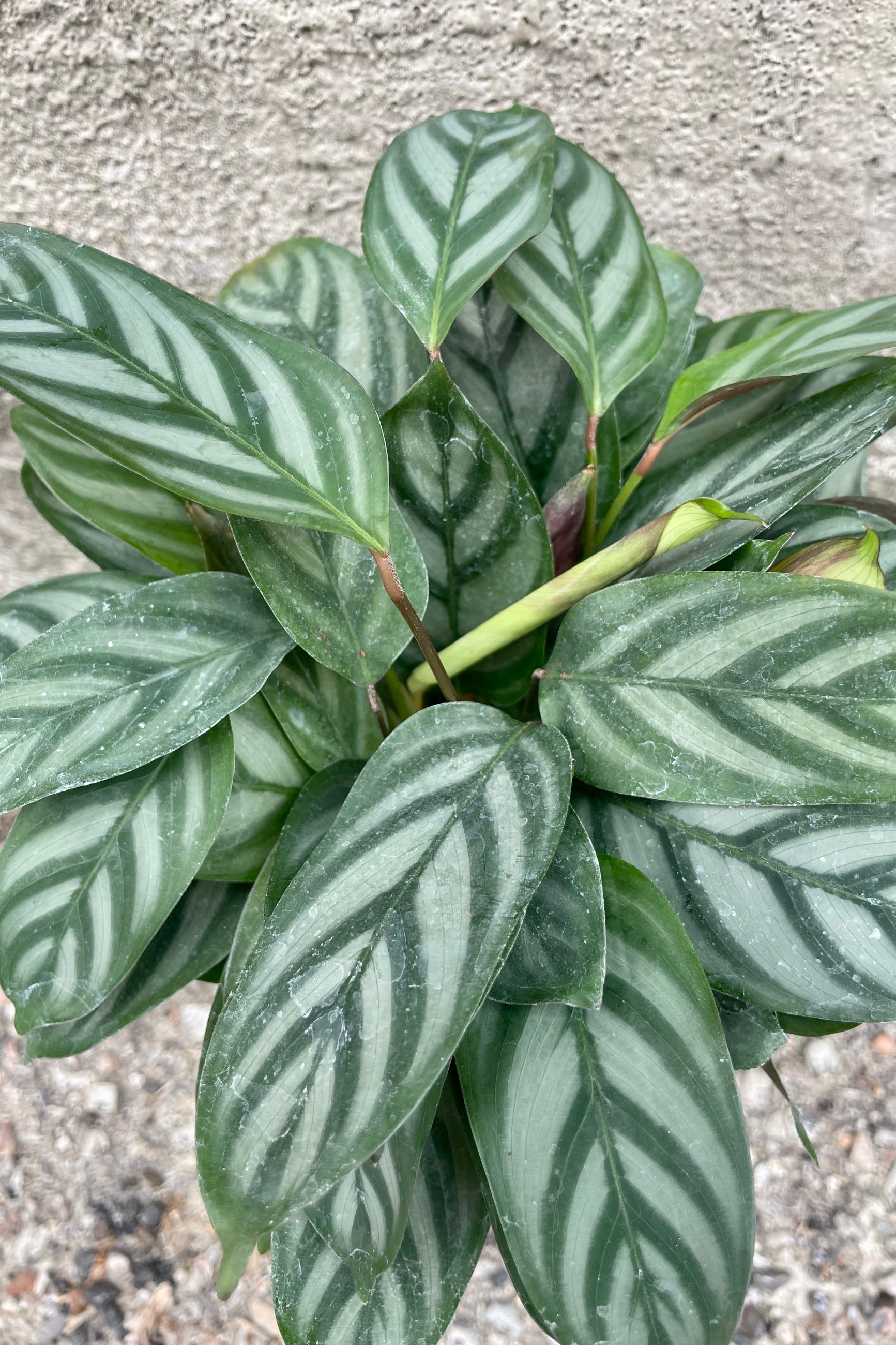 Close photo of silver and green striped leaves of Ctenanthe setosa 'Silver Star' plant against a cement wall. ©Sprout Home