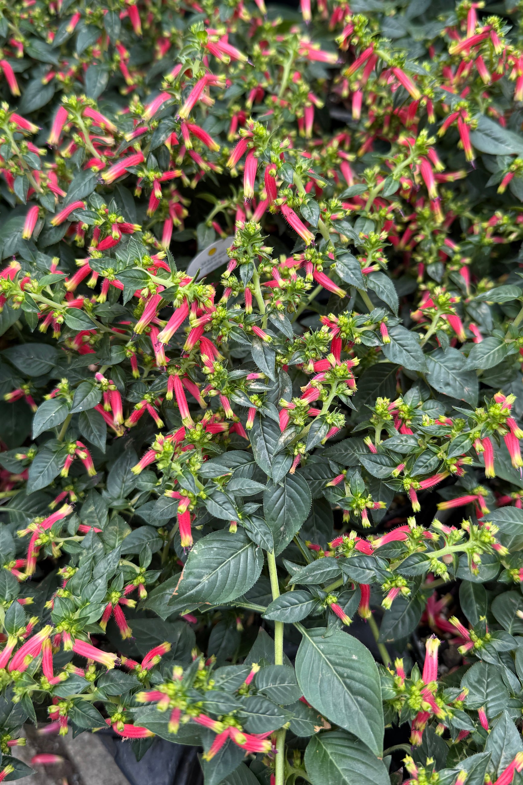 Cuphea (assorted) 4.5