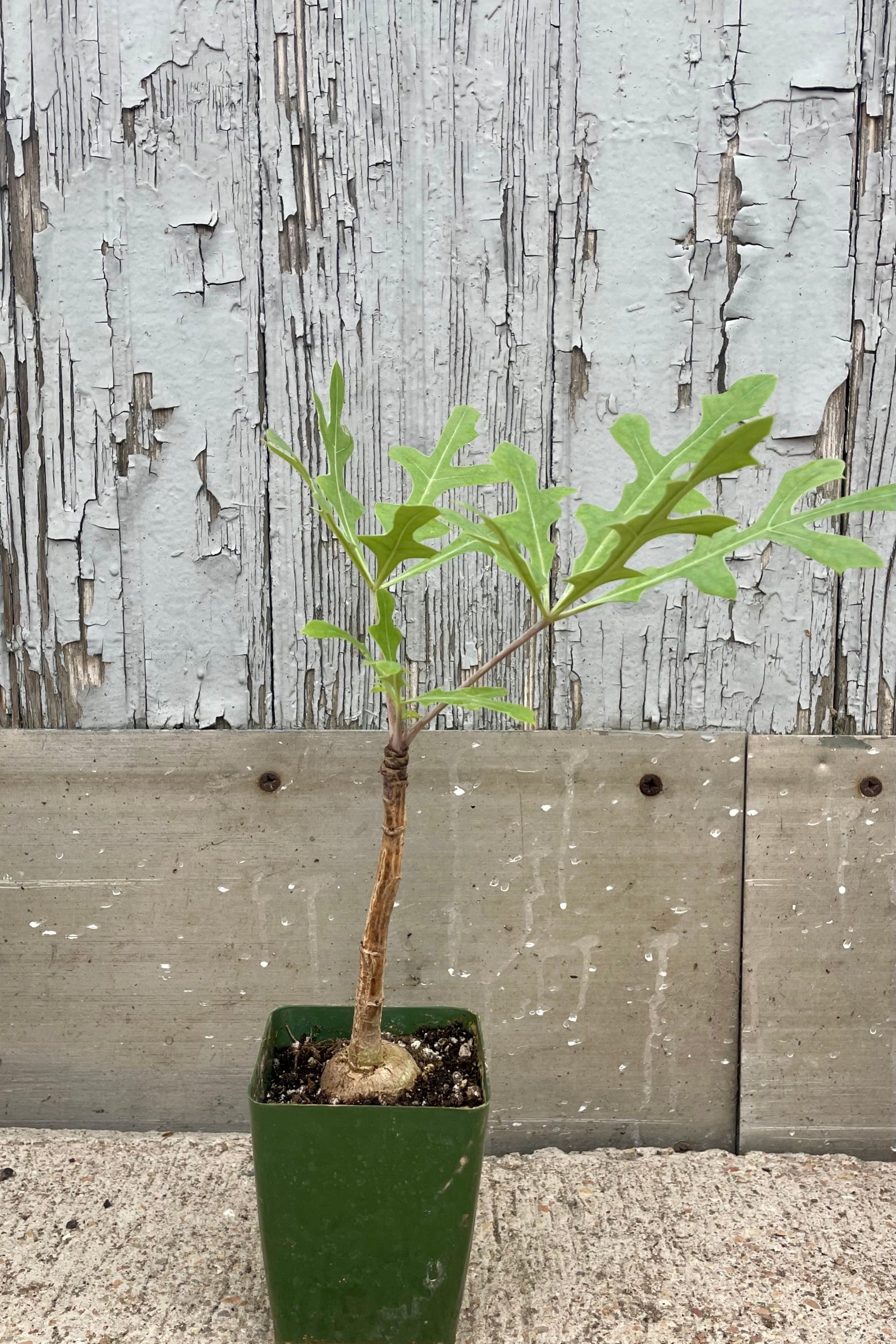 A potted plant with green leaves in front of a wooden wall. Cussonia paniculata ©Sprout Home