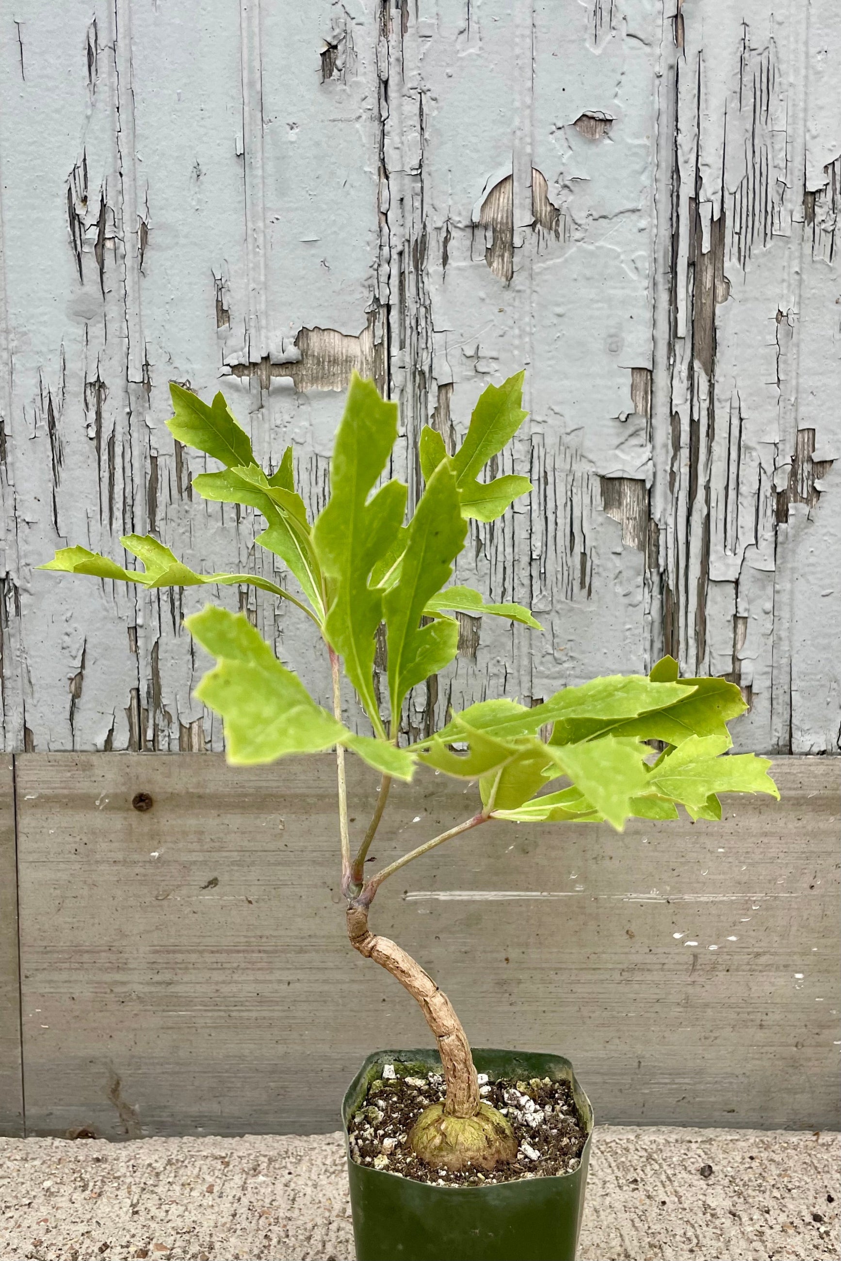 A potted plant with green leaves in front of a wooden wall. Cussonia paniculata ©Sprout Home