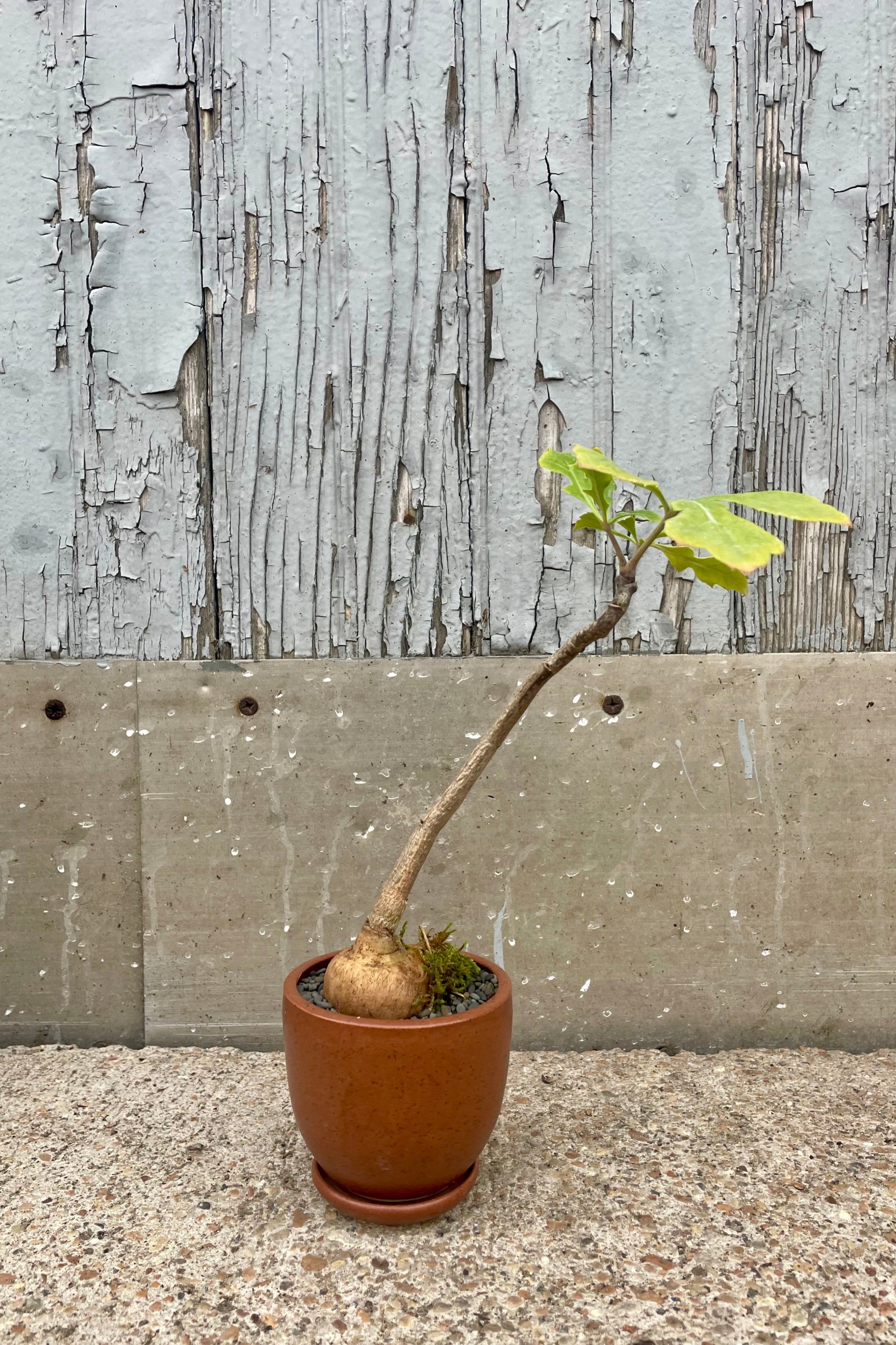 A potted plant with green leaves in front of a wooden wall. Cussonia paniculata ©Sprout Home