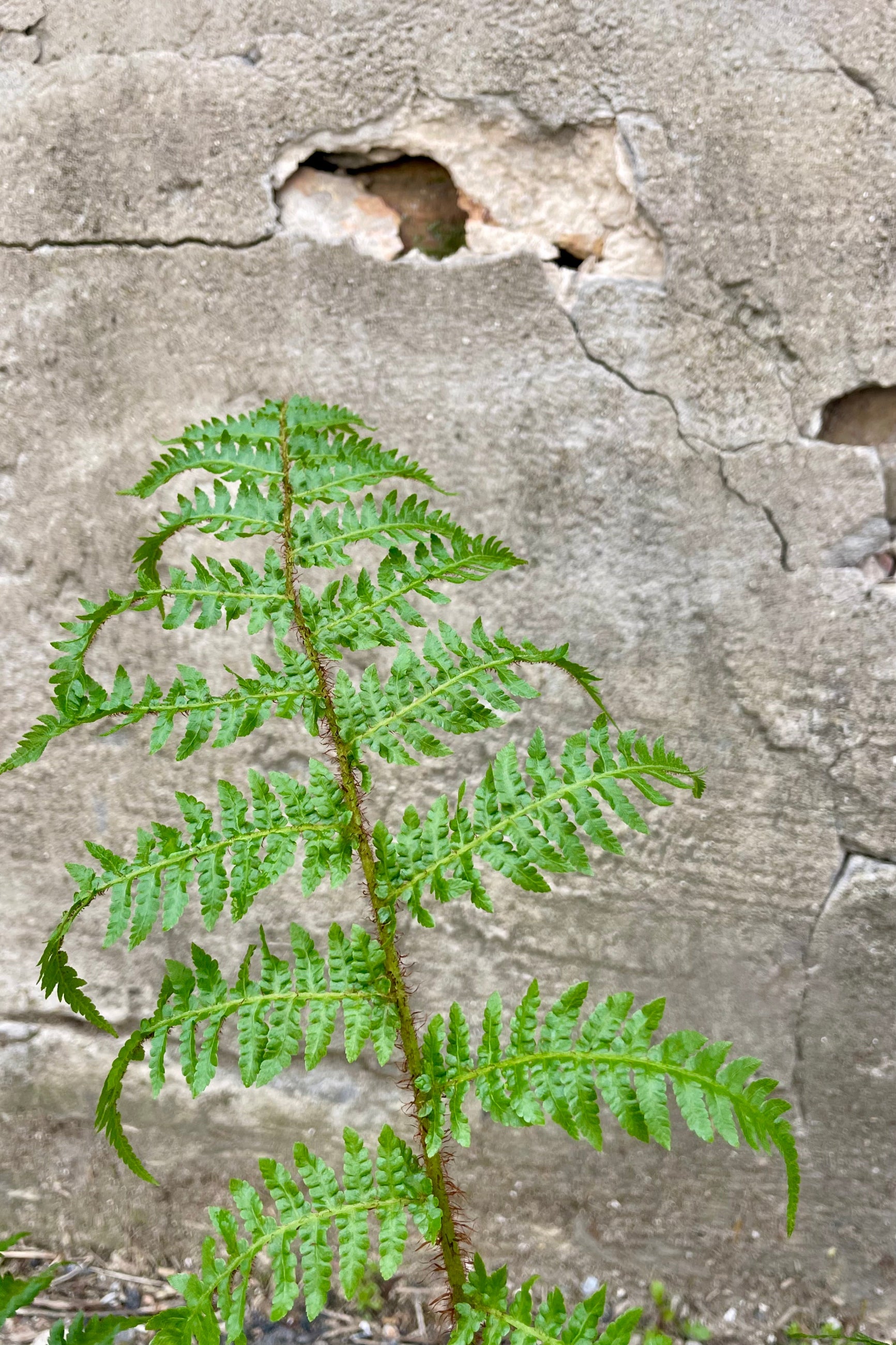 Close photo of the fine green leaves of an Australian Tree Fern (Cyathea cooperi) against a cement wall. The leaves are textural and green and the main stem has a brown, fuzzy texture. ©Sprout Home