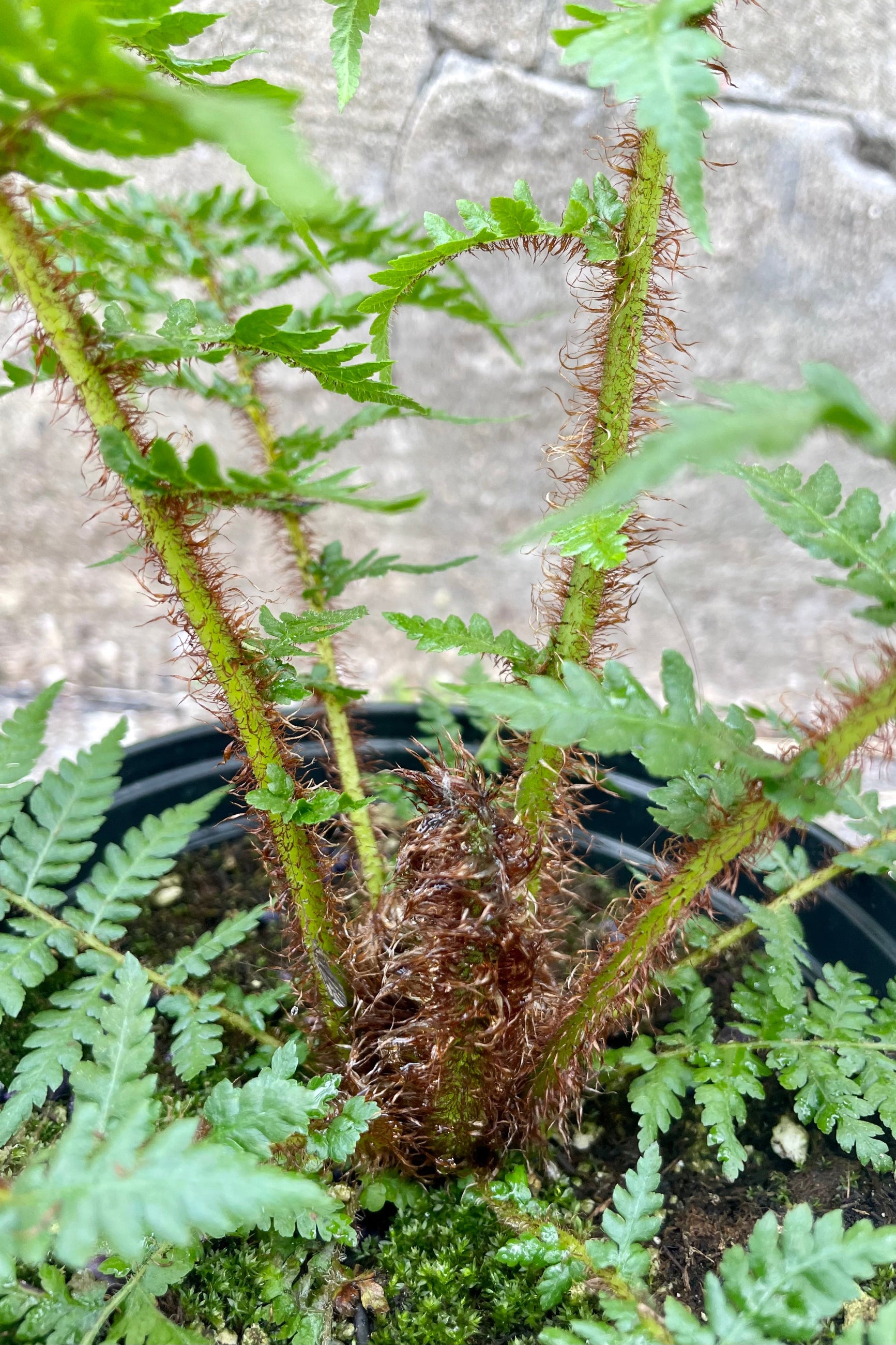 Close photo of the furry new growth of fern fronds. The fern is a Cyathea cooperi or "Australian Tree Fern." The fine leaves and stems have a brown fuzz on them and it is photographed against a cement wall in a black pot. ©Sprout Home