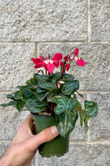 Photo of a hand holding a Cyclamen plant in a green pot with mottled round green leaves and red and white flowers shown against a gray brick wall.