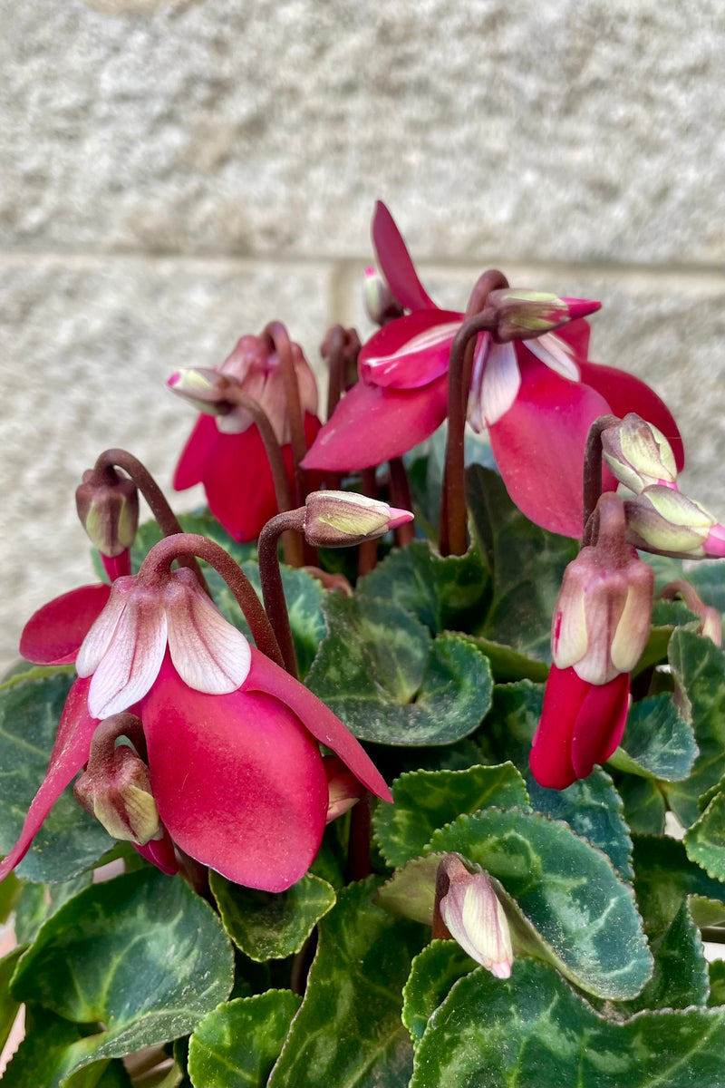 Photo of a Cyclamen plant with mottled round green leaves and red and white flowers shown against a gray brick wall.