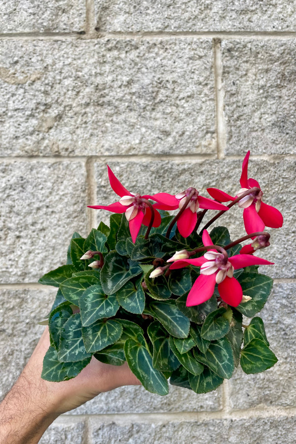 Photo of a hand holding a Cyclamen plant with mottled round green leaves and red and white flowers shown against a gray brick wall.