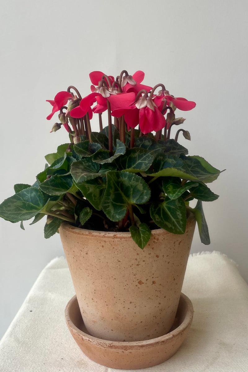 Photo of a Cyclamen plant with mottle green leaves and red flowers shown in a clay pot on a white surface against a white wall.