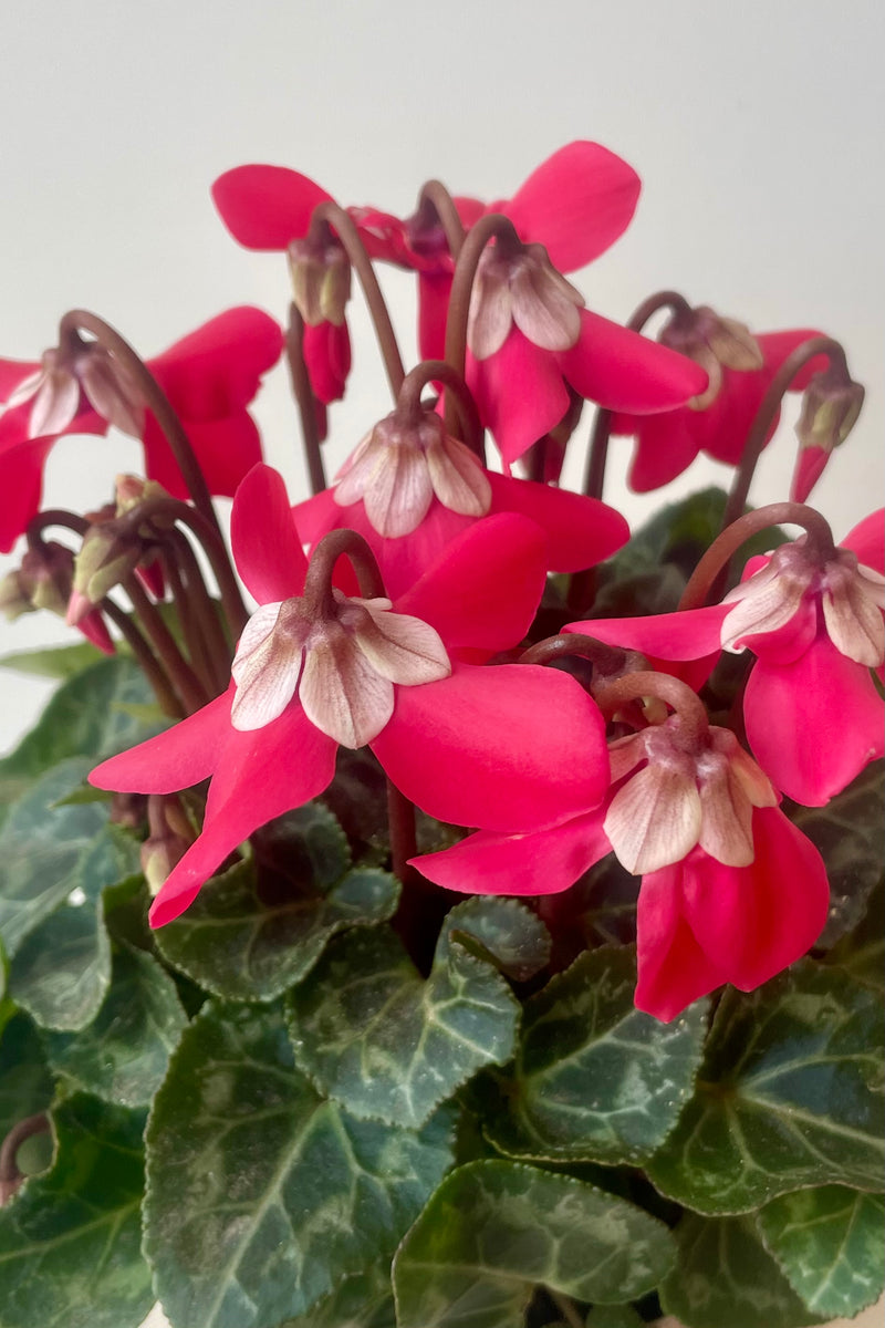 Photo of red and white Cyclamen flowers above it mottle green leaves. Shown against a white wall.