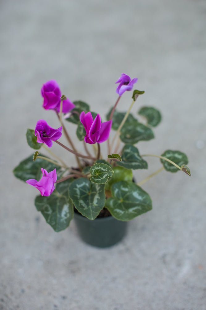 Potted Cyclamen plant with purple flowers on a gray background ©Sprout Home