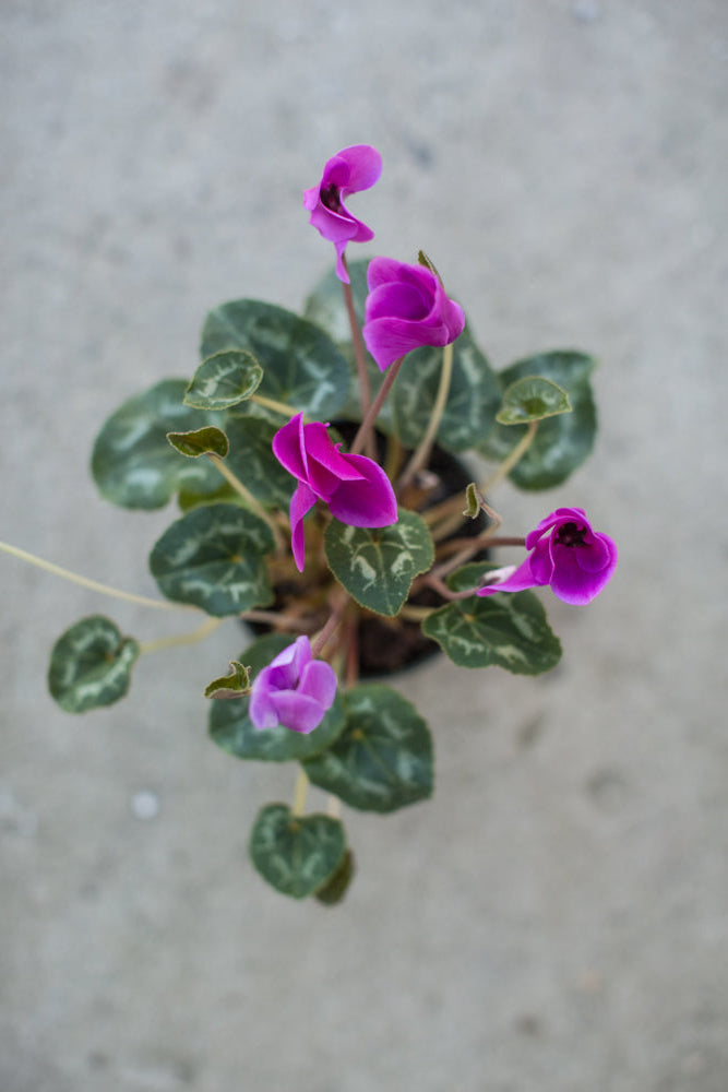 Small potted Cyclamen with fuchsia flowers  on a gray surface ©Sprout Home