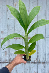 Photo of a hand holding a plant in front of a gray wall. The plant is in a square black pot and has a wide single stem with long green leaves arranged laterally. It is a a Cynoches orchid