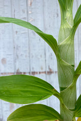 Close photo of a plant against a gray wall. The plant has a very thick, single stem with narrow leaves arranged laterally. It is a Cynoches orchid.