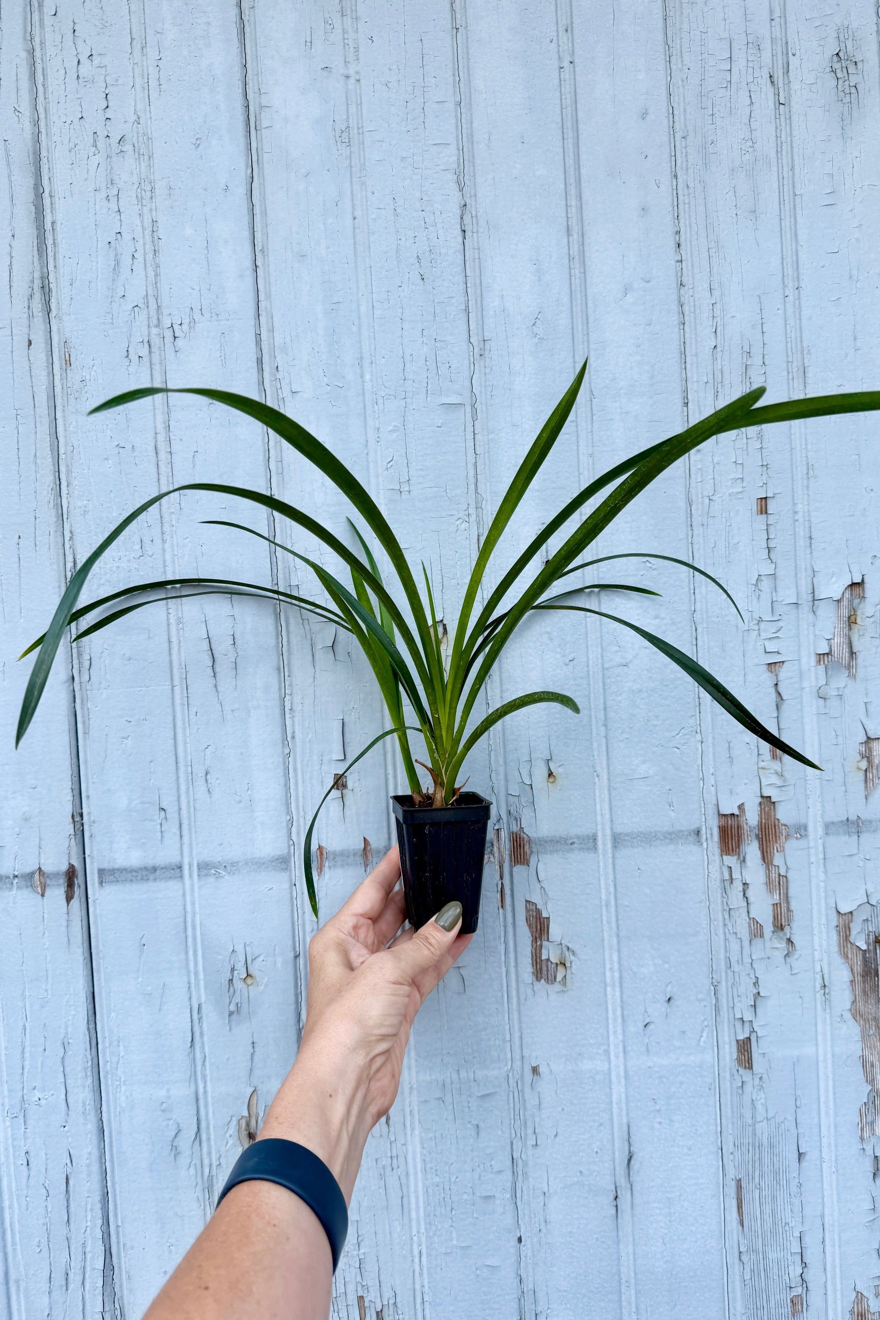 Cymbidium orchid in a 3" growers pot not in bloom and being held in hand against a gray blue background ©sprout Home