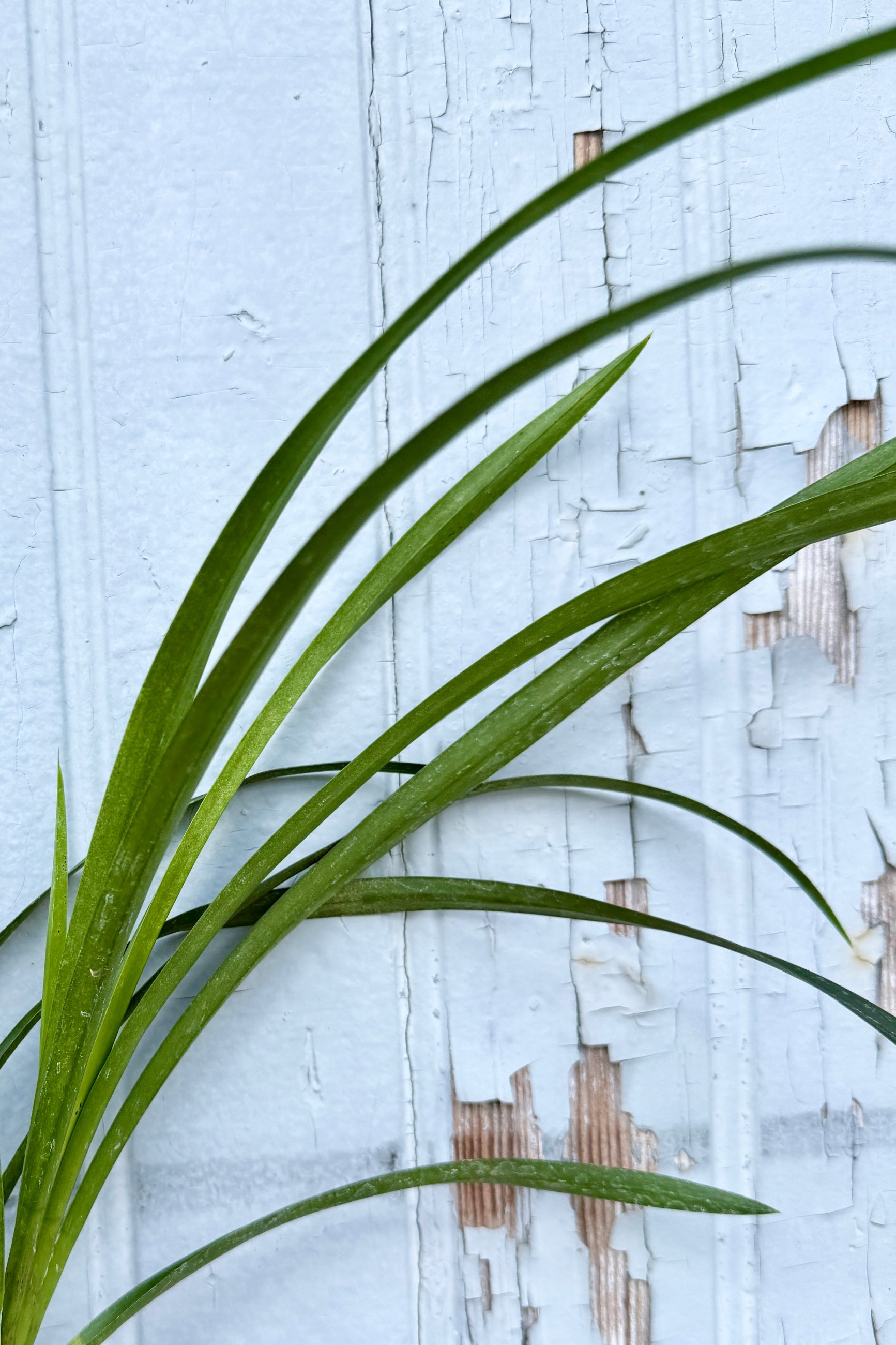 Cymbidium orchid leaves against a gray blue background ©sprout Home
