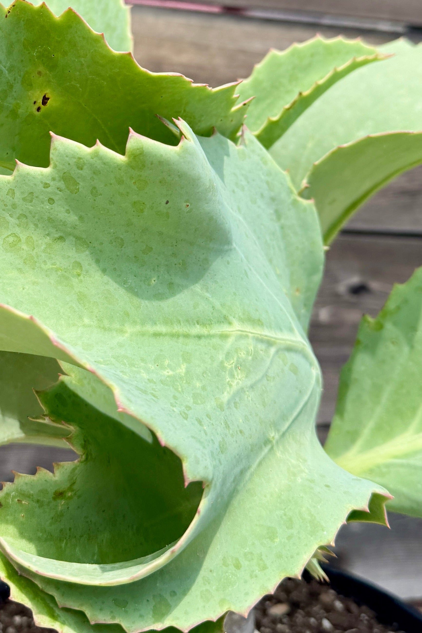 Close-up of a green leafy Cyphostemma juttae plant with a blurred background ©Sprout Home