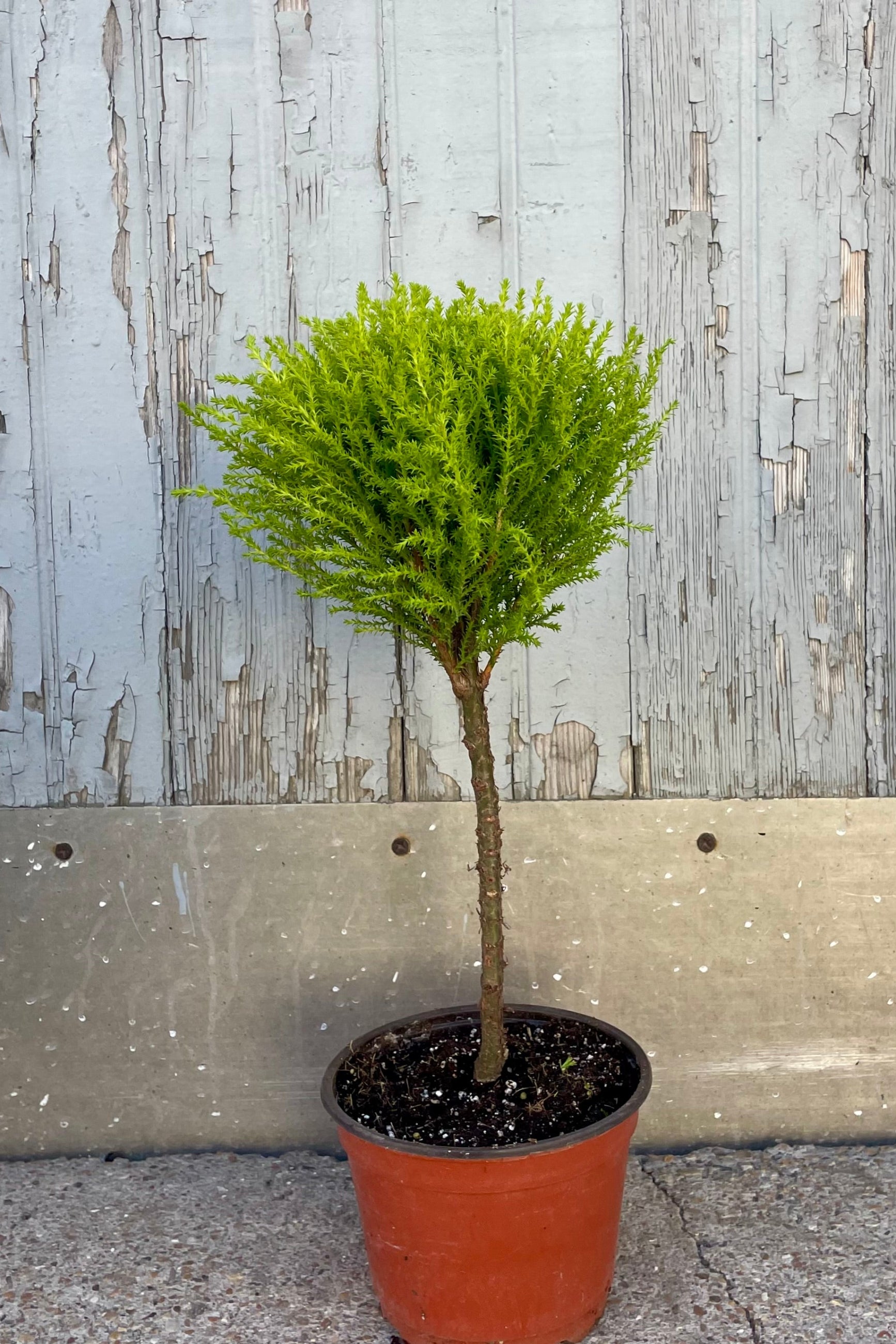 Photo of a bright green single-tier topiary in front of a wooden wall ©Sprout Home