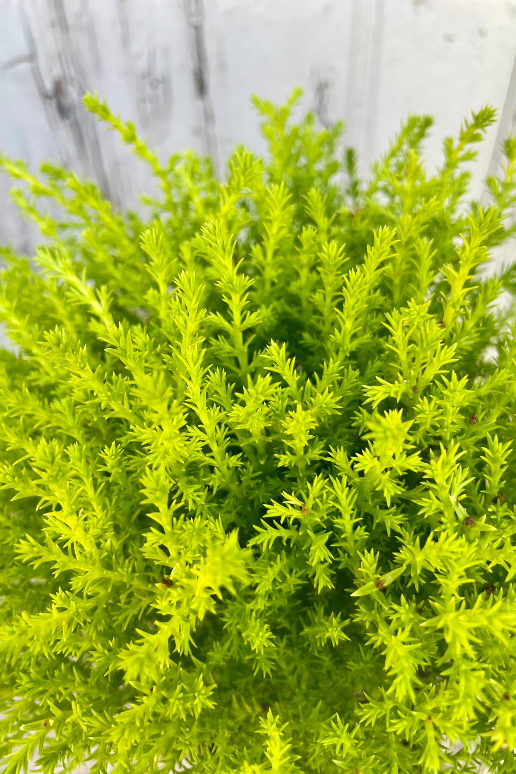 Close photo of a bright green evergreen cypress ©Sprout Home