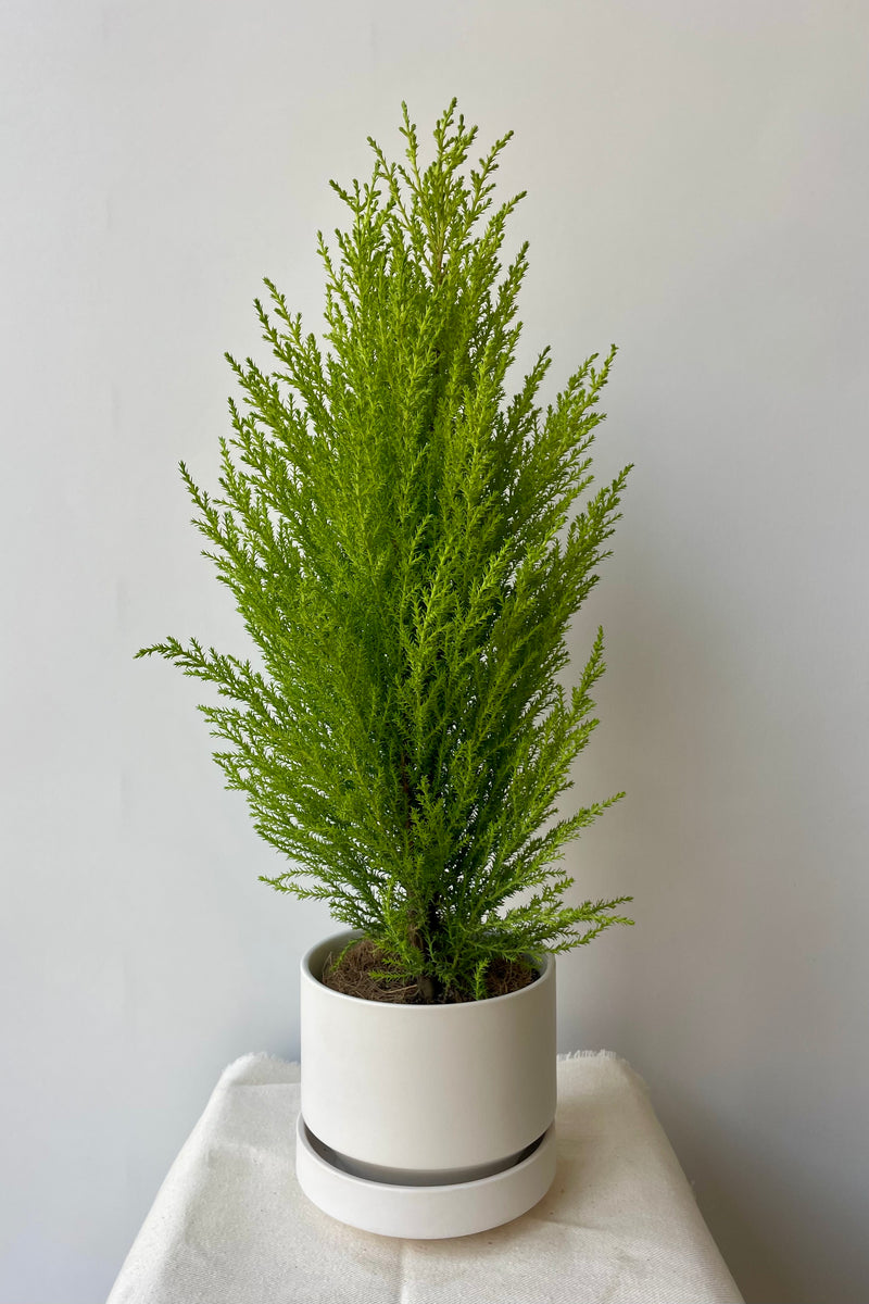 Photo of a Goldcrest Cypress is bright green soft foliage in a white pot on a white surface against a white wall.