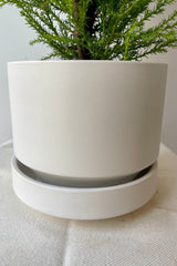 Close photo of a white planter and saucer on a white table against a white wall. The bottom edge of a cypress is viewable on top of the container.