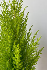 Close photo of the bright green, soft foliage of Goldcrest Cypress against a white wall.